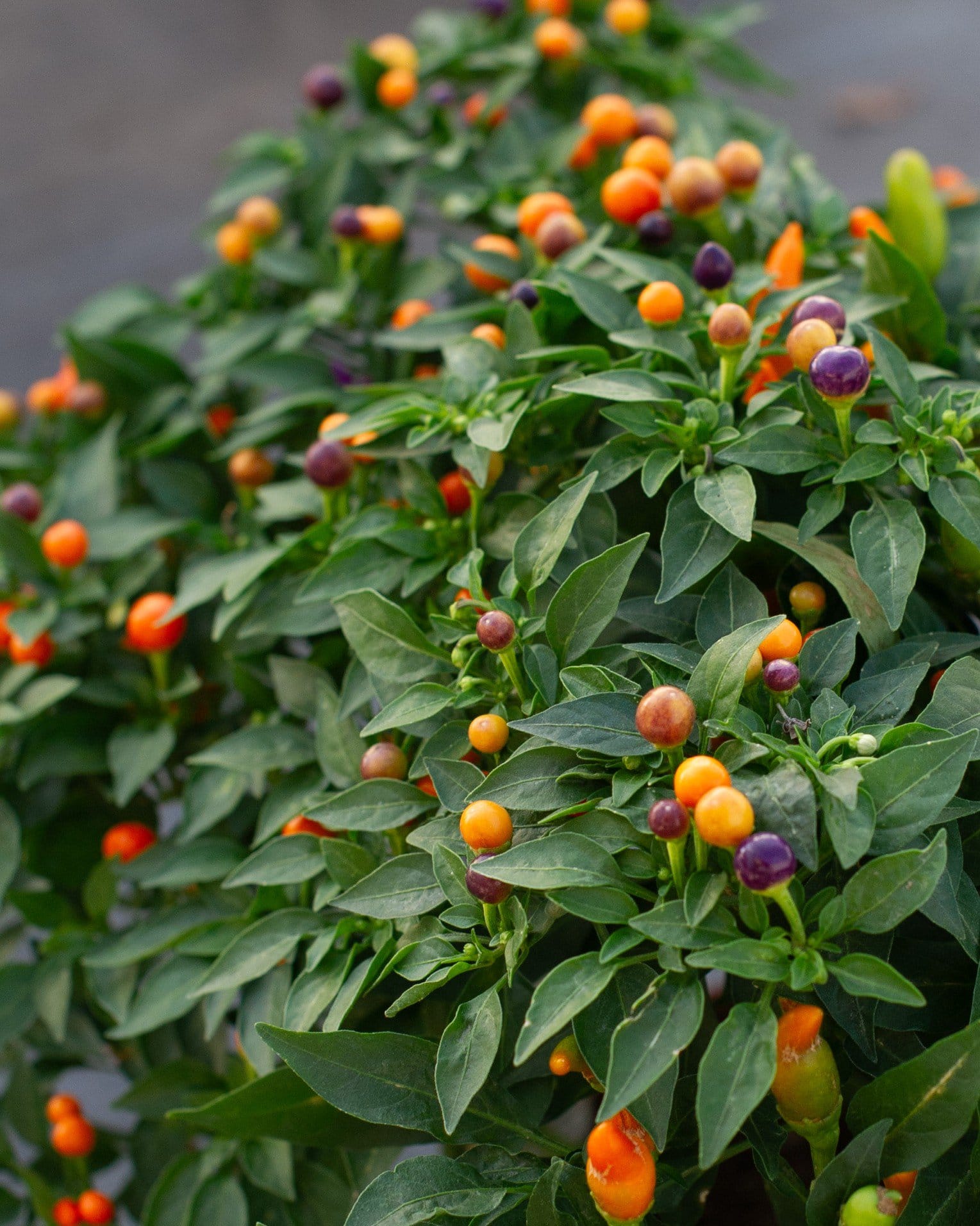 Hocus Pocus Ornamental Pepper - Main Image
