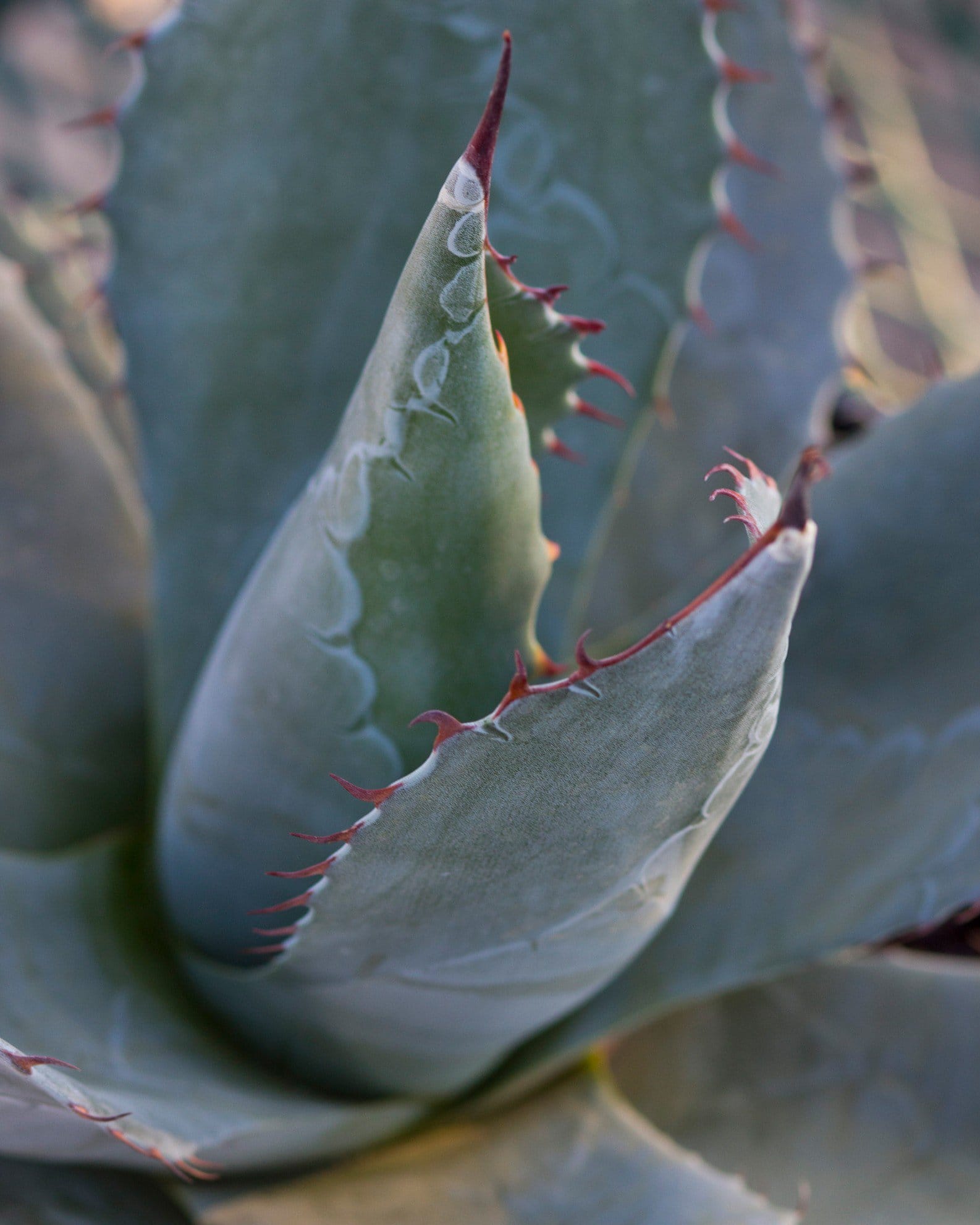 Cabbage Head Agave - view 4