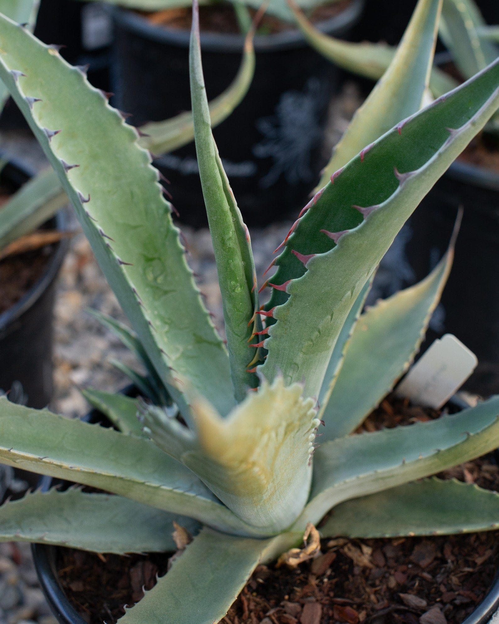 Azul Monterrey Agave