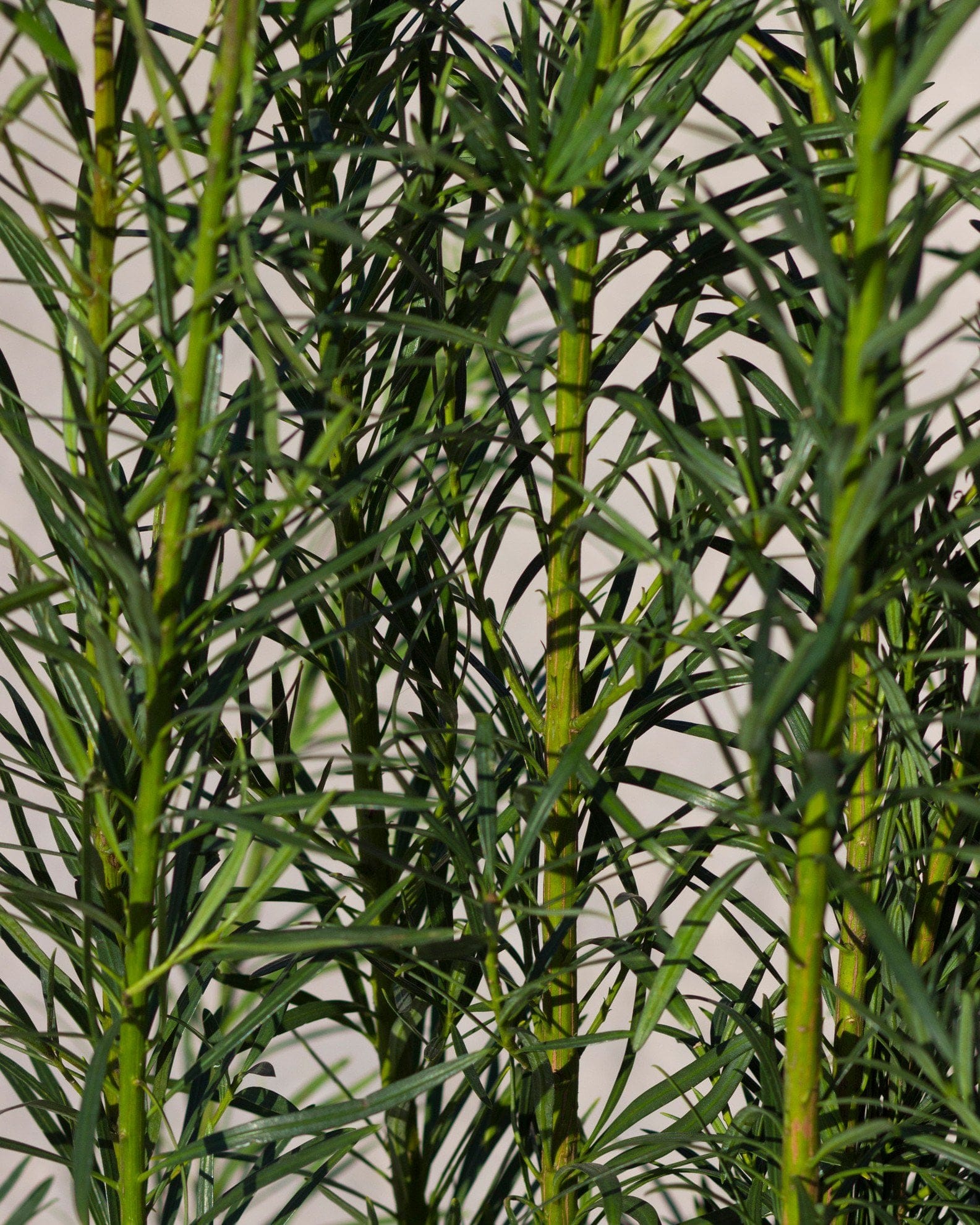 Plum Yew - view 2