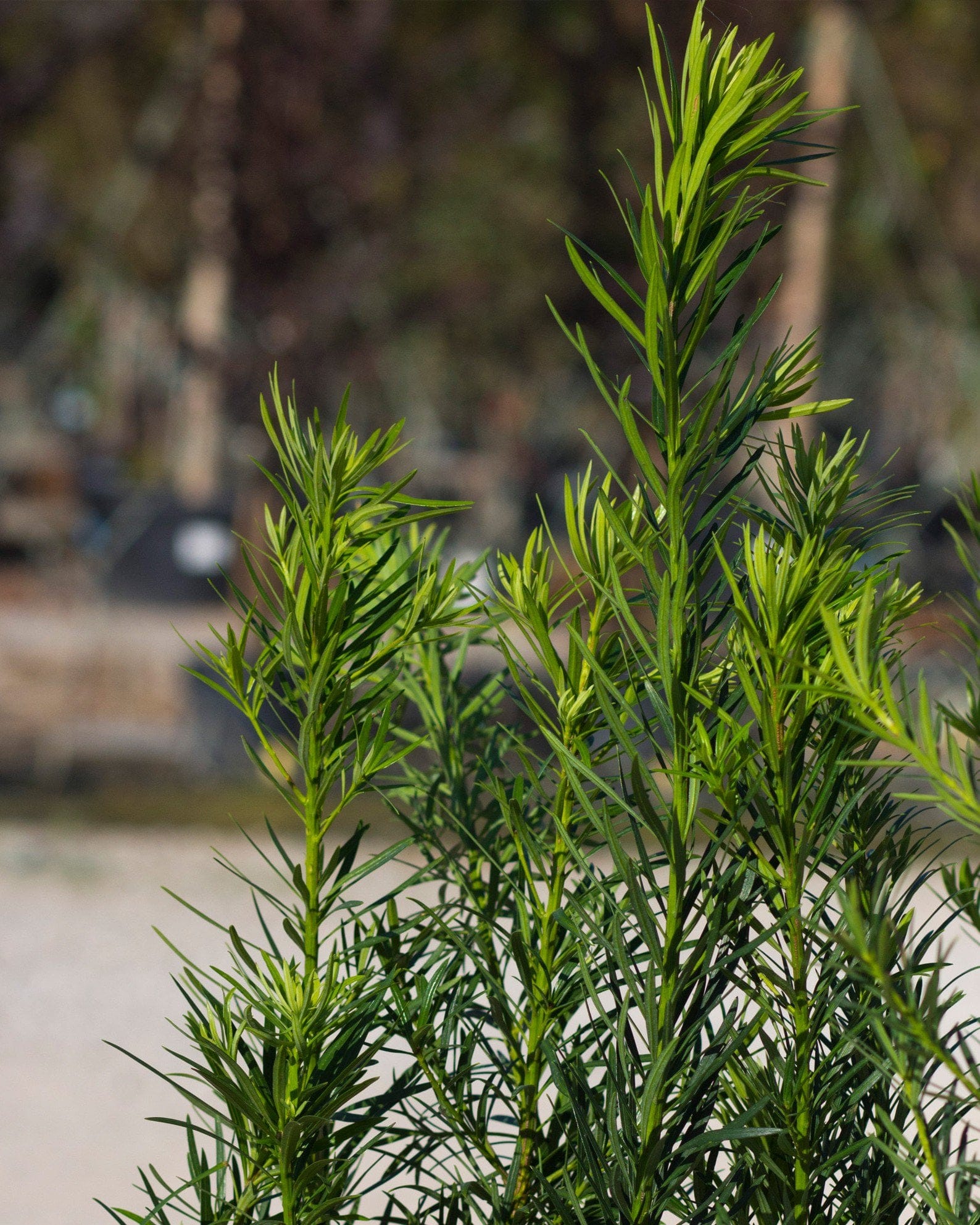 Plum Yew - view 3