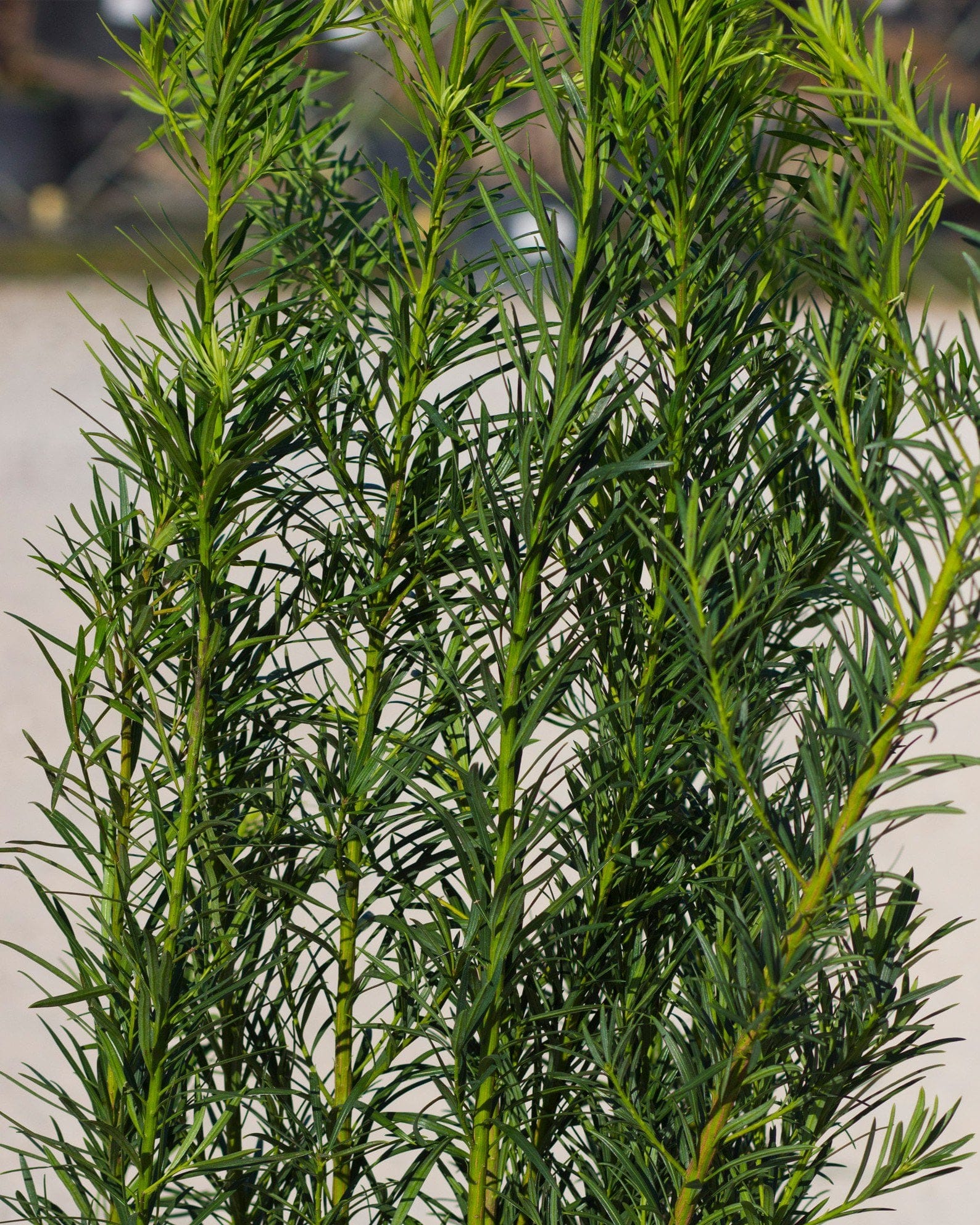 Plum Yew - view 4