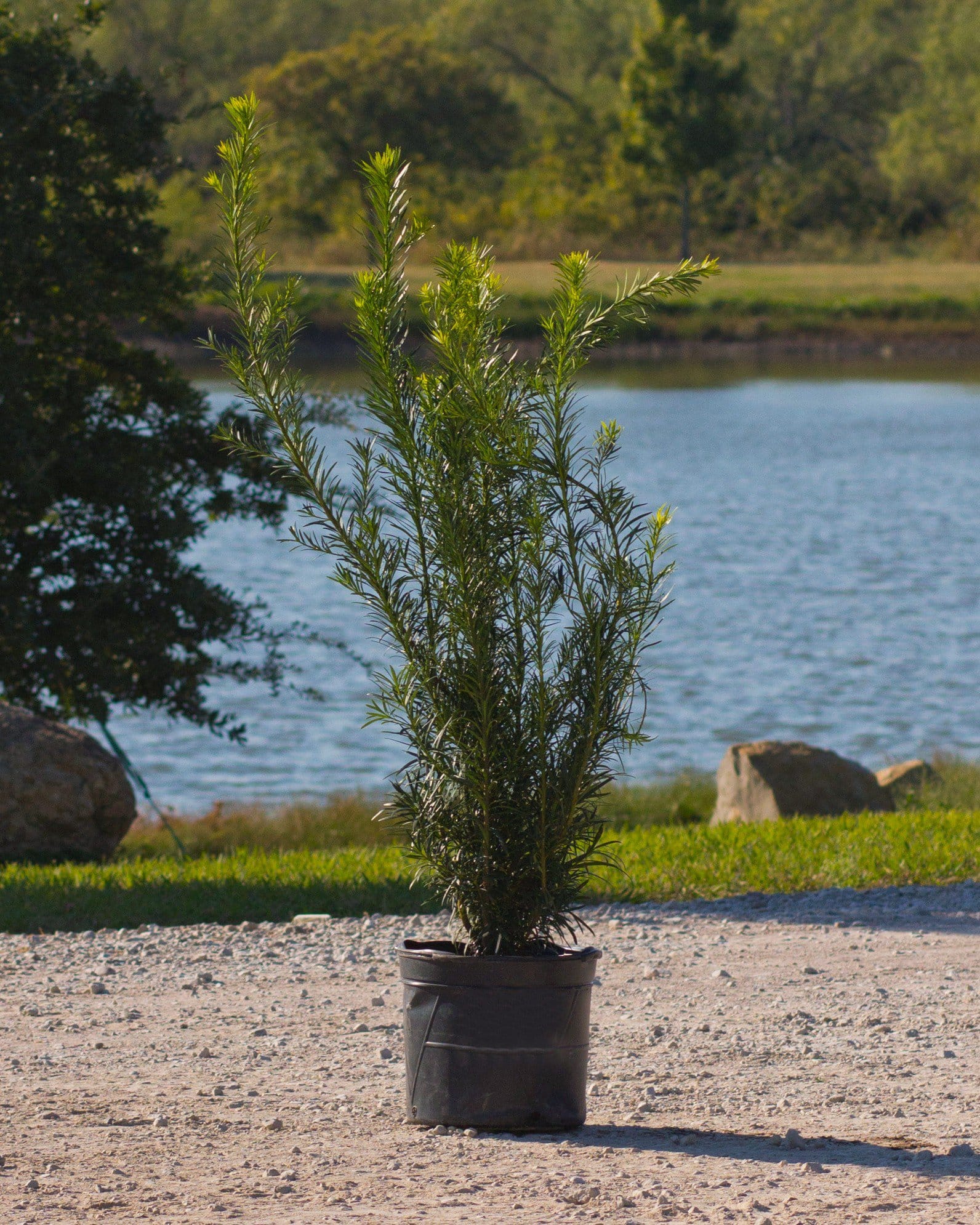 Plum Yew