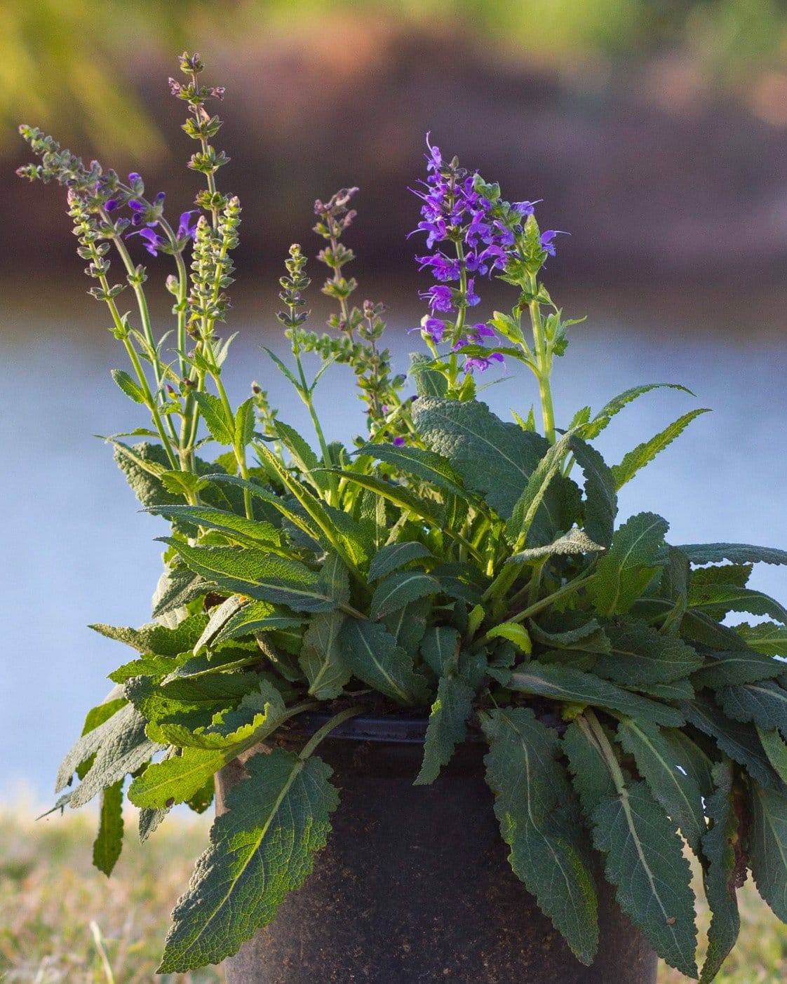 May Night Salvia