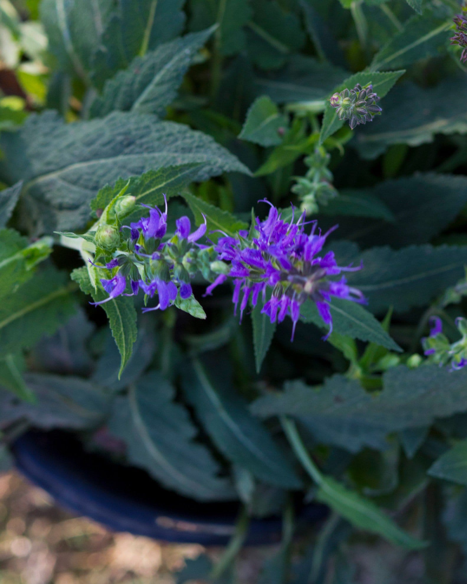May Night Salvia - view 3