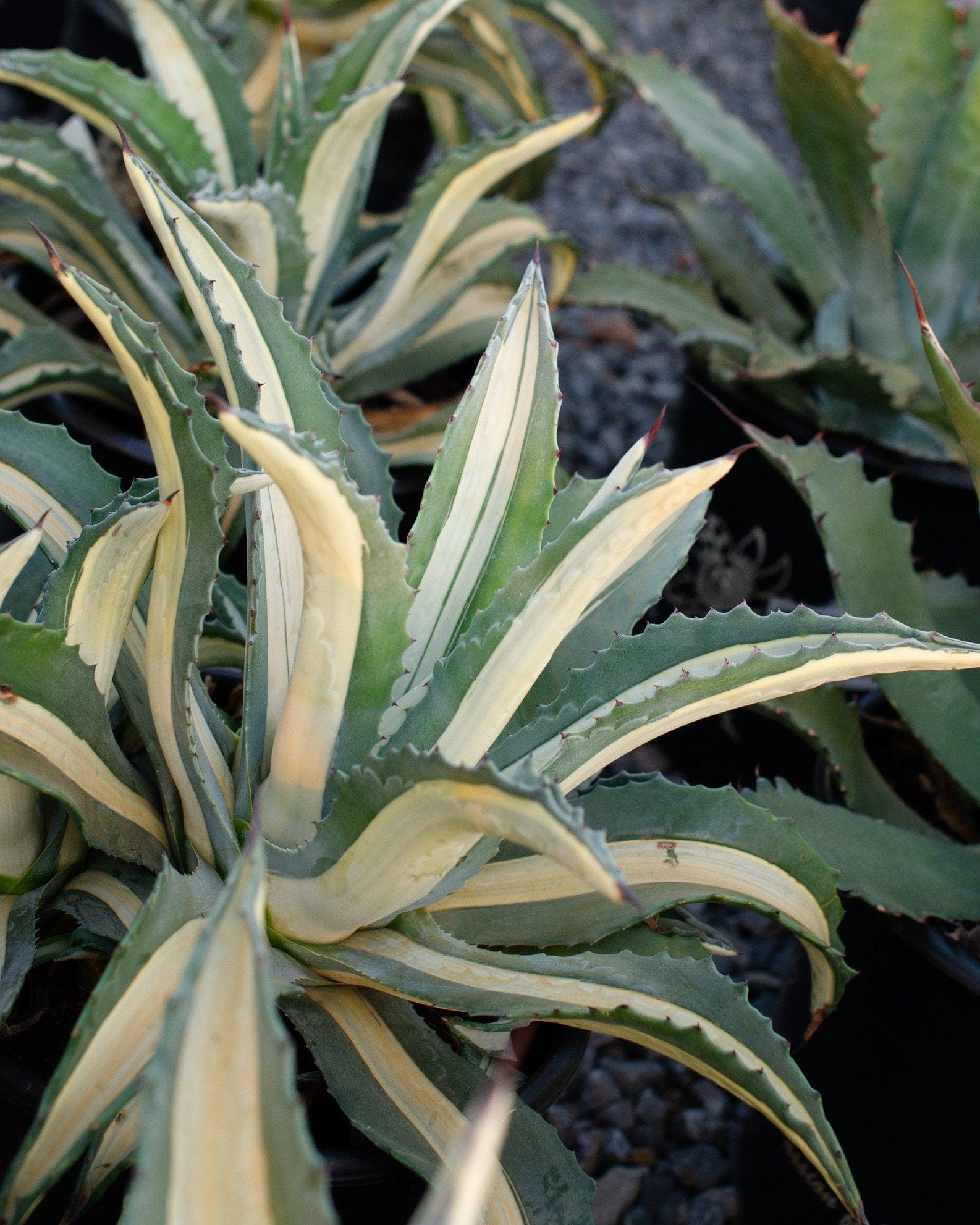 Americana Agave White Striped - view 2