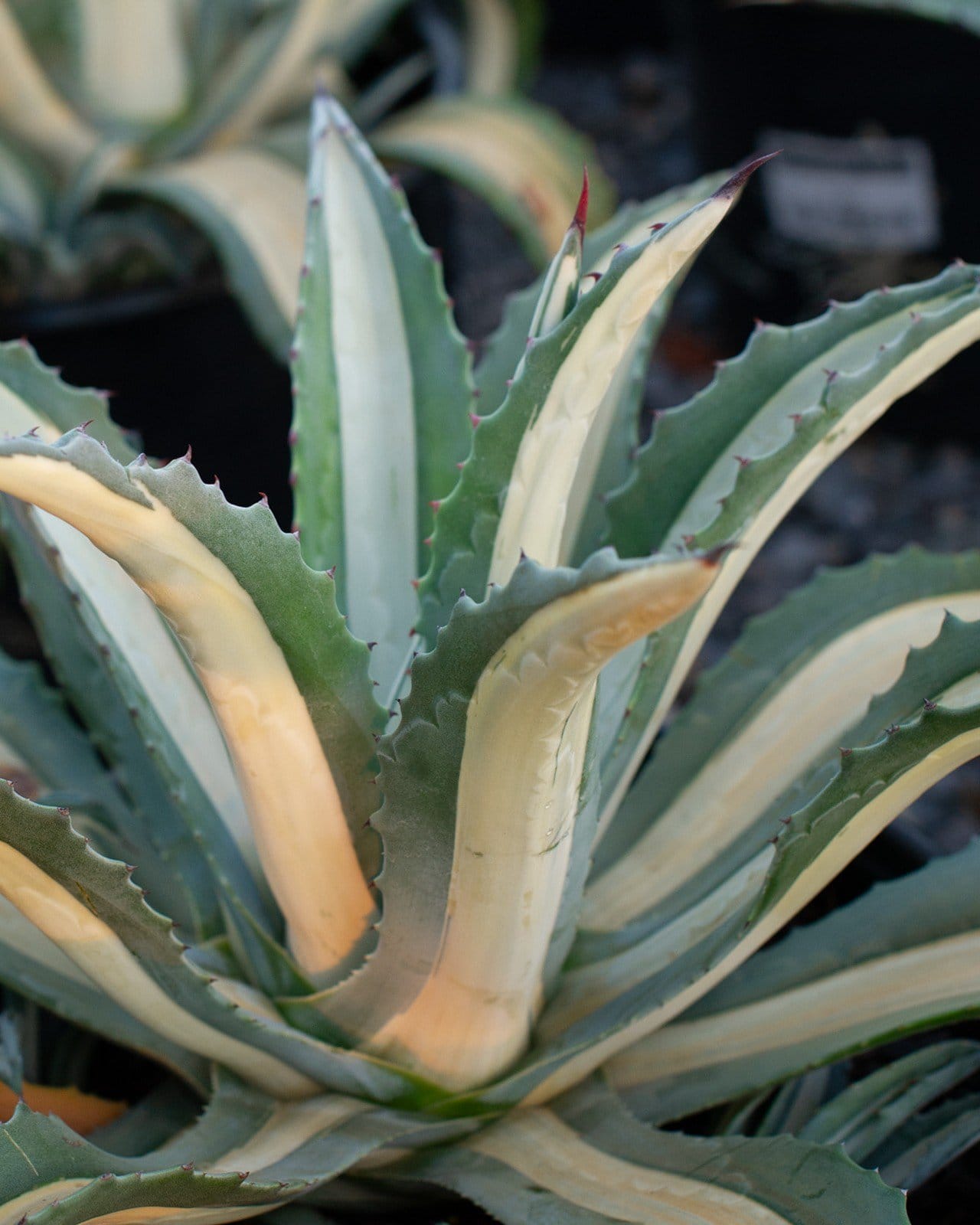 Americana Agave White Striped - view 5