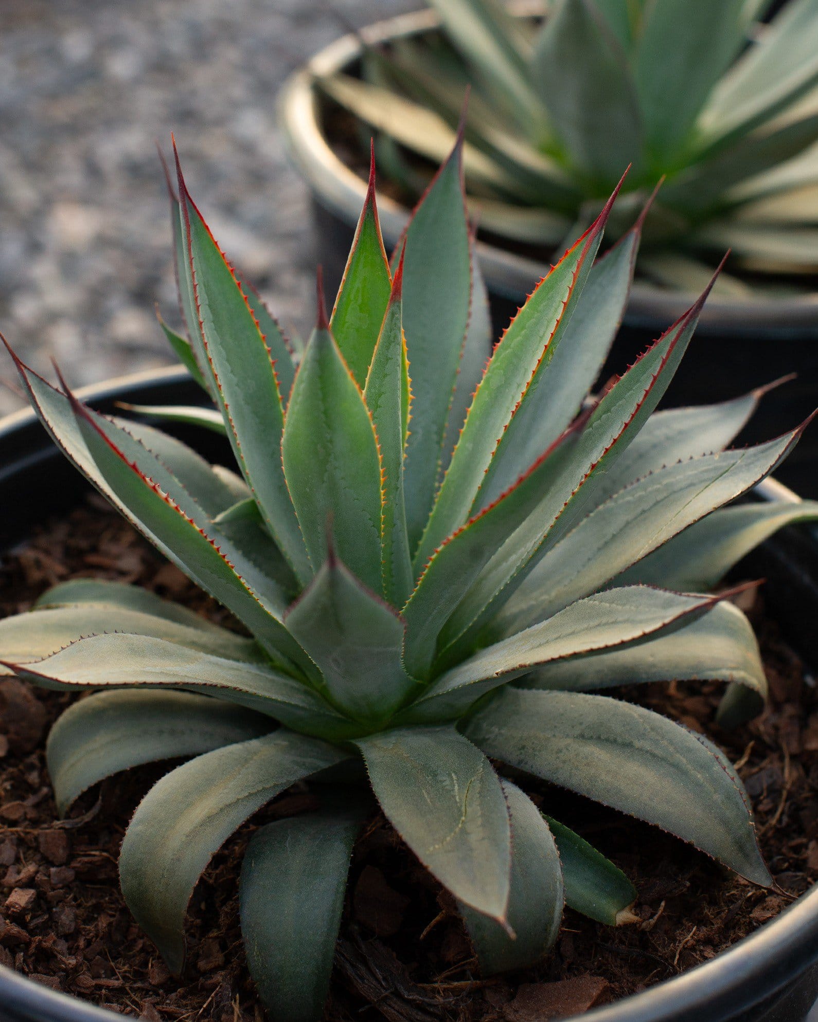 Blue Ember Agave