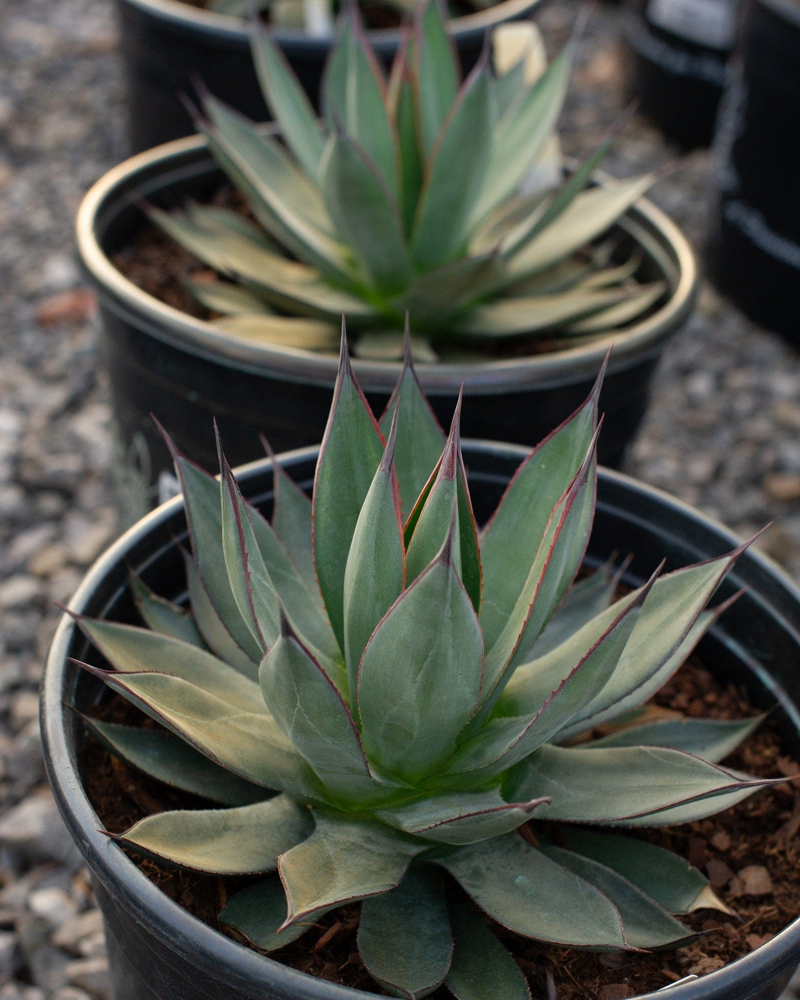 Blue Ember Agave - view 2