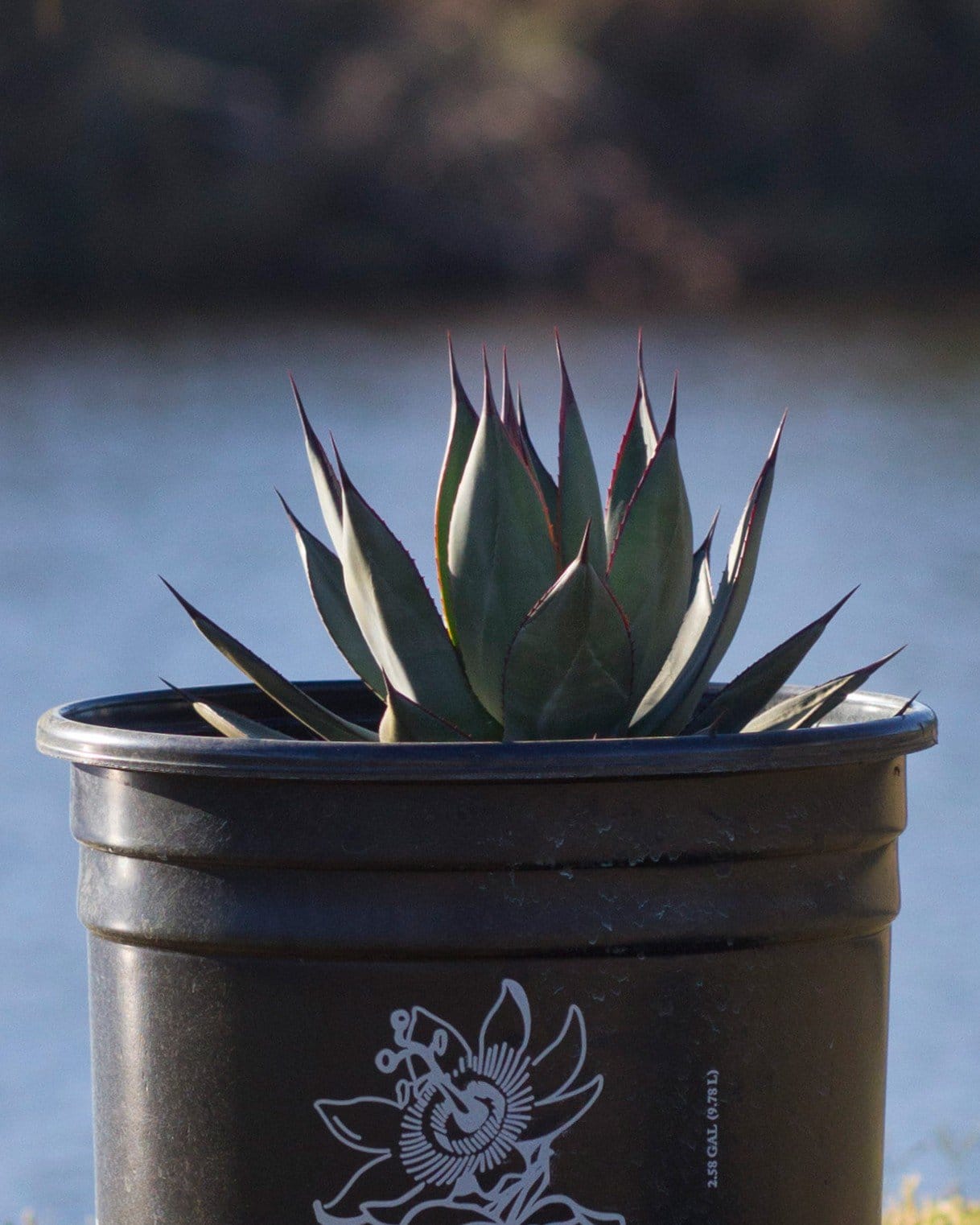 Blue Ember Agave - view 3