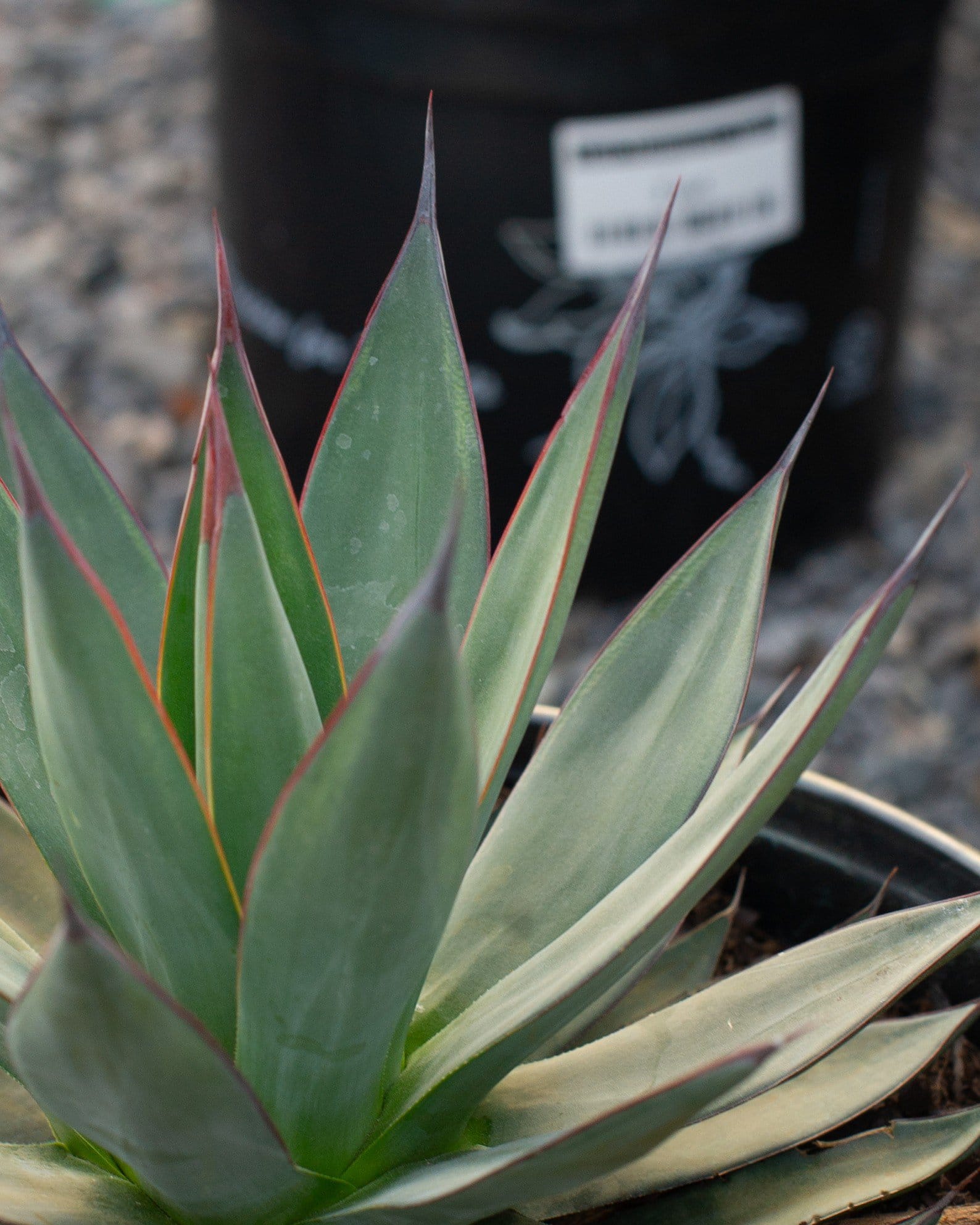 Blue Ember Agave - view 4