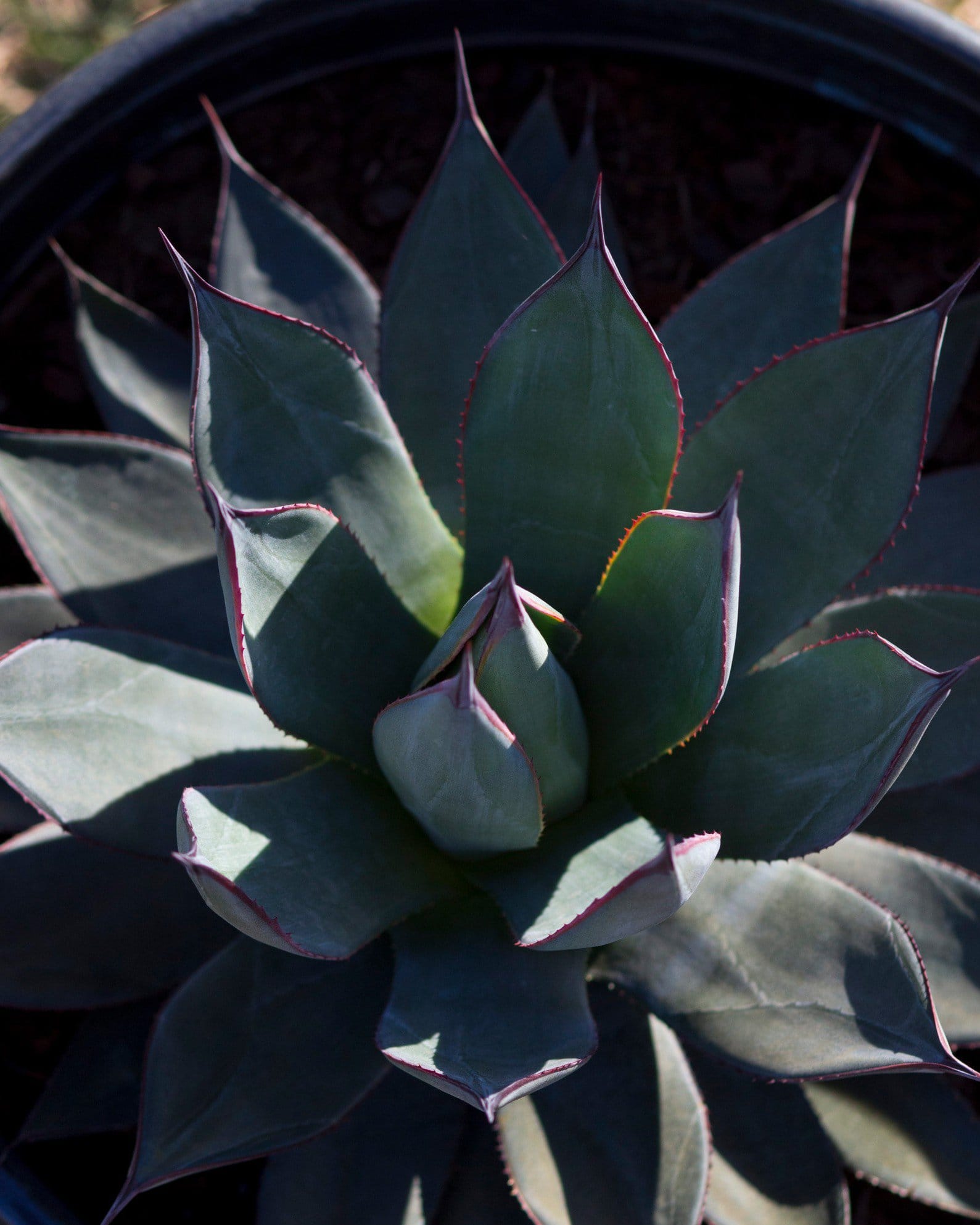 Blue Ember Agave - view 5