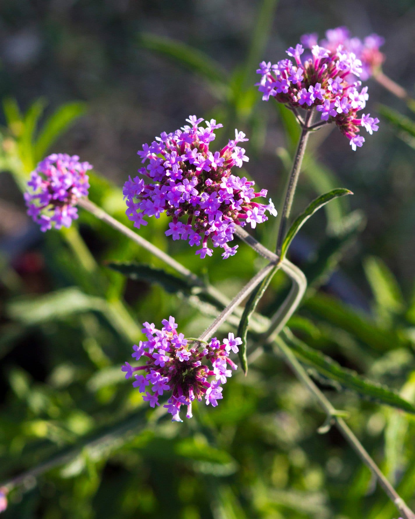 Lollipop Verbena