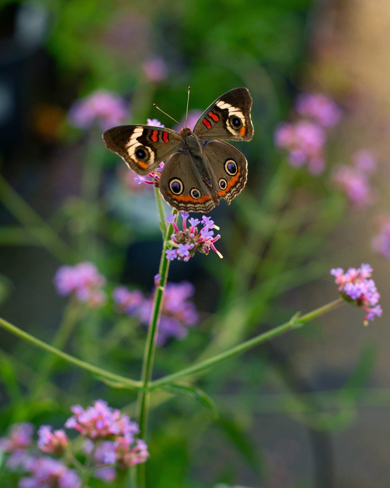 Lollipop Verbena - view 2