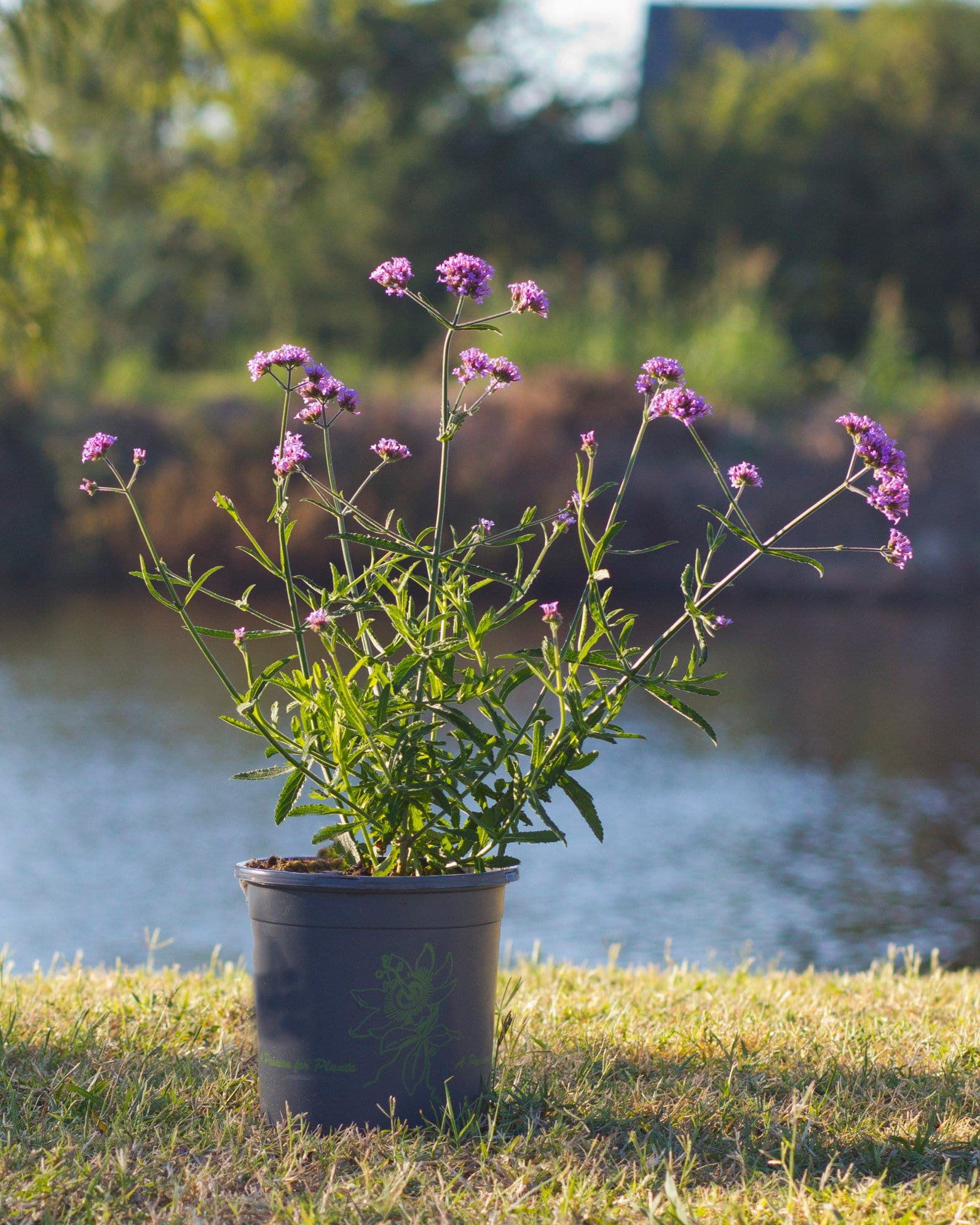 Lollipop Verbena - view 3