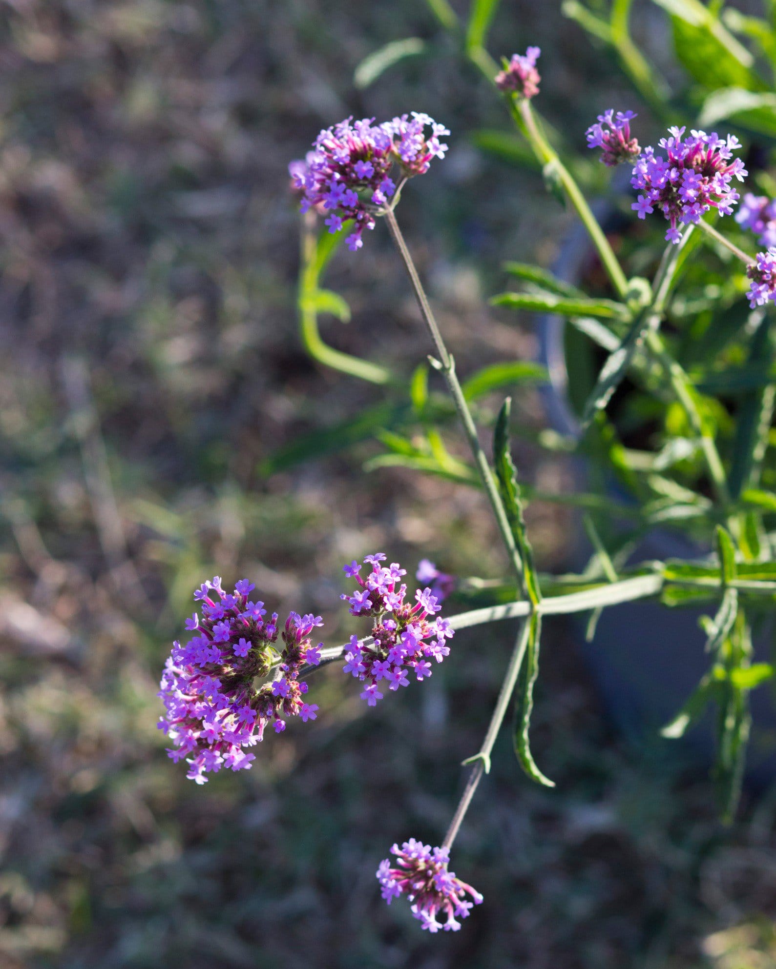 Lollipop Verbena - view 5