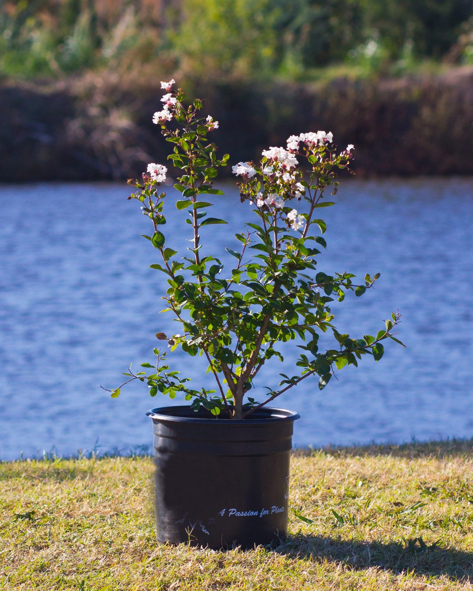 French Vanilla Crape Myrtle - view 2