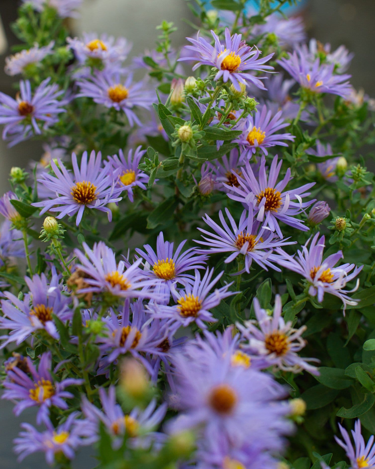 Aromatic Aster