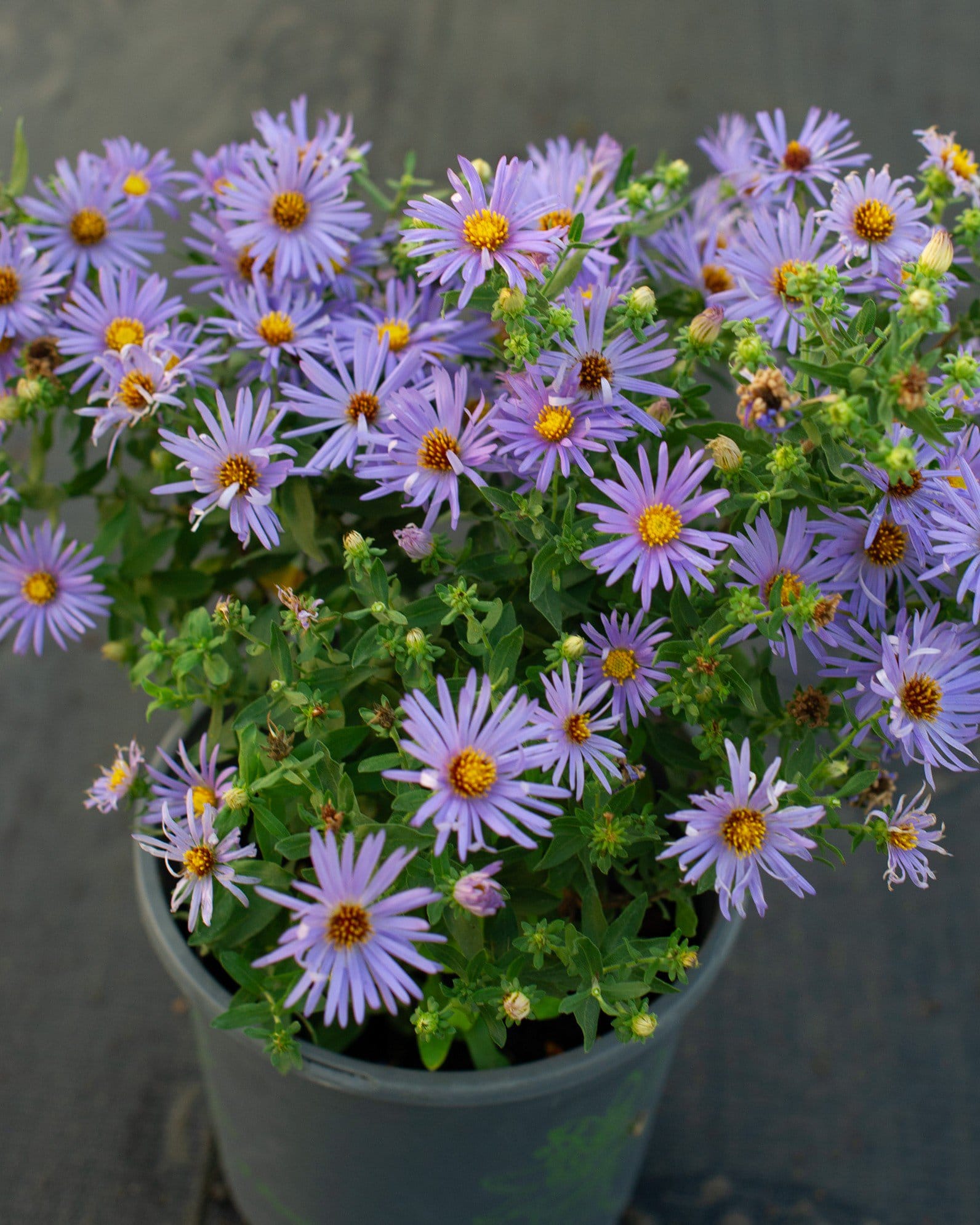 Aromatic Aster - view 2