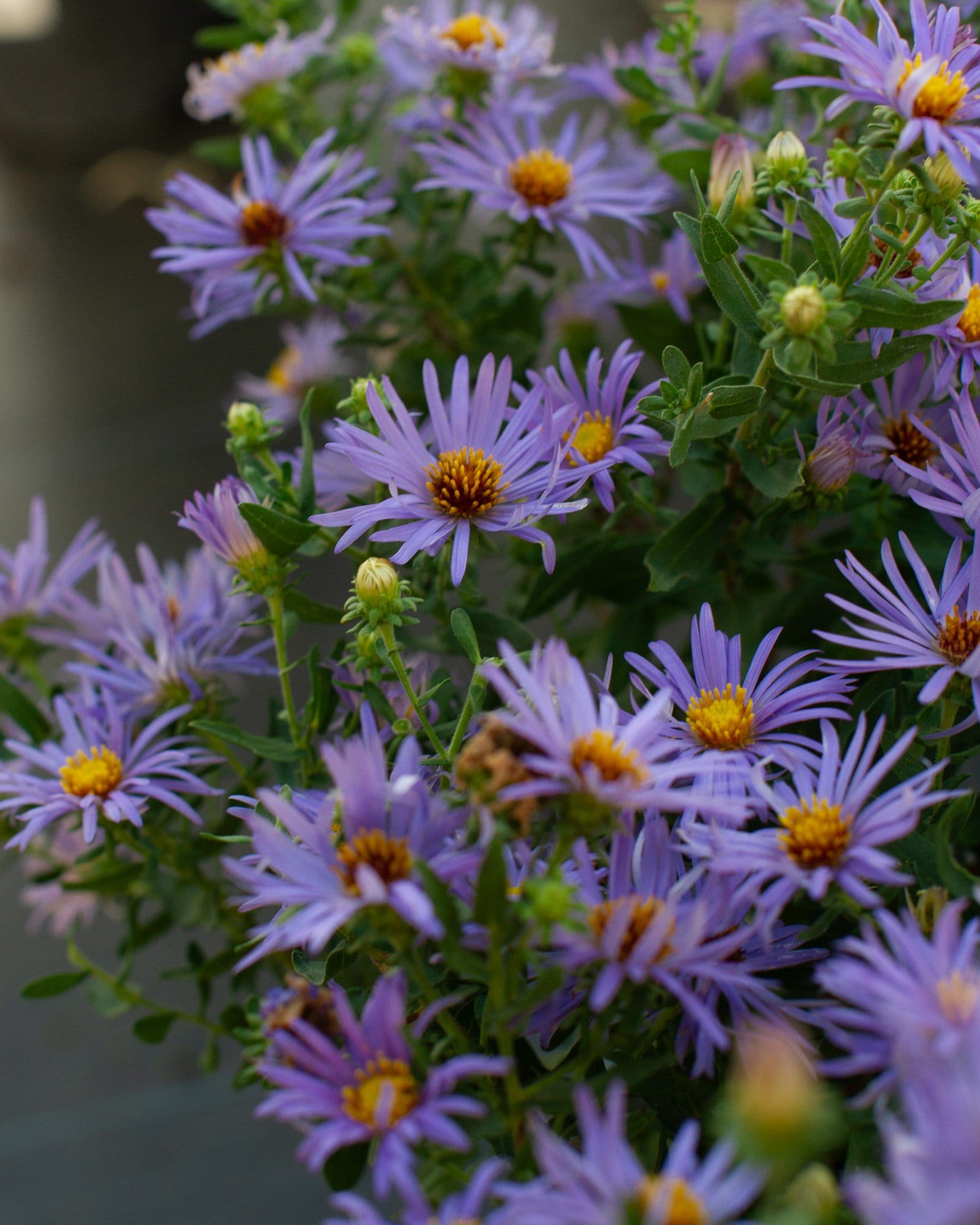 Aromatic Aster - view 4