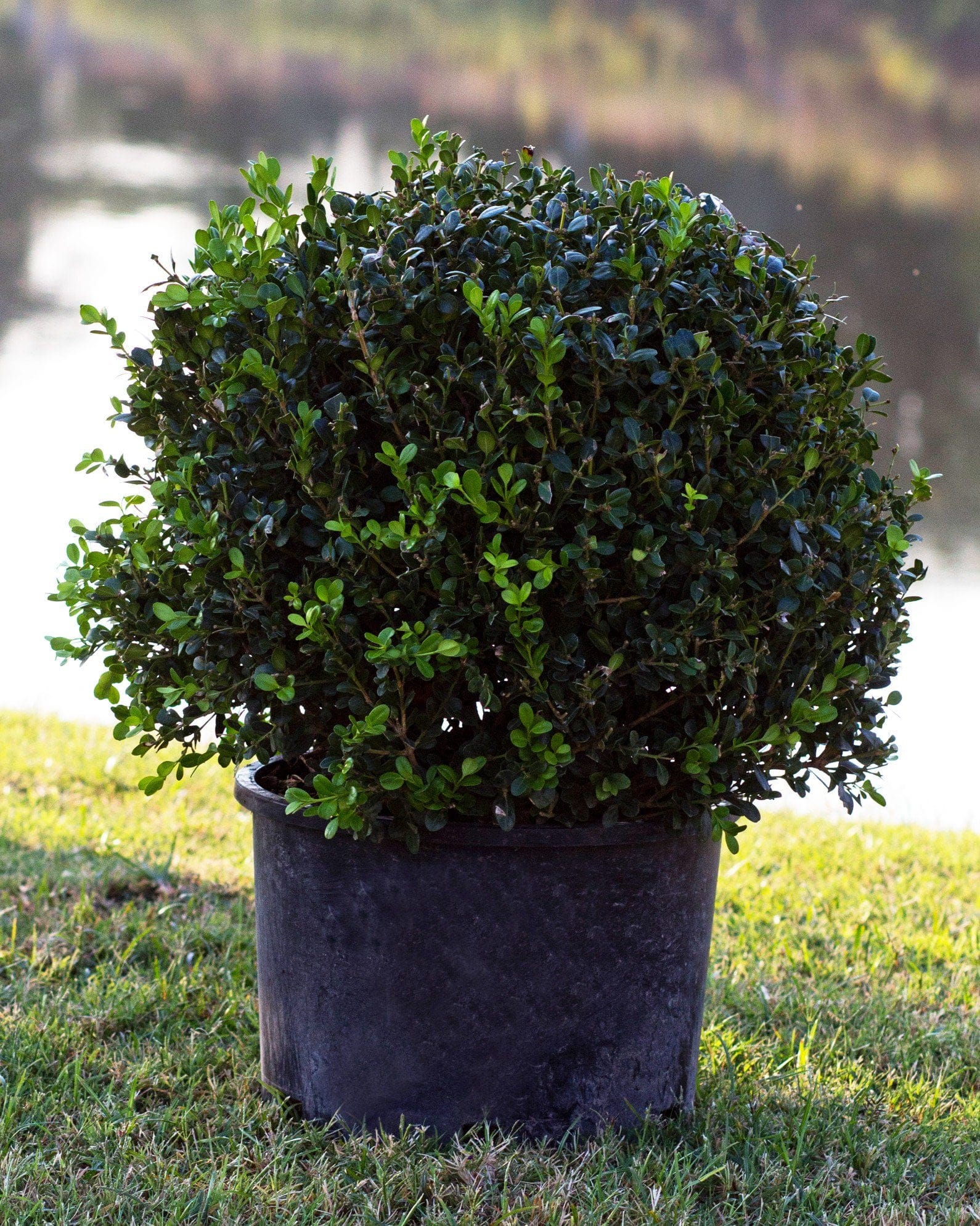 Wintergreen Boxwood Globe - view 2