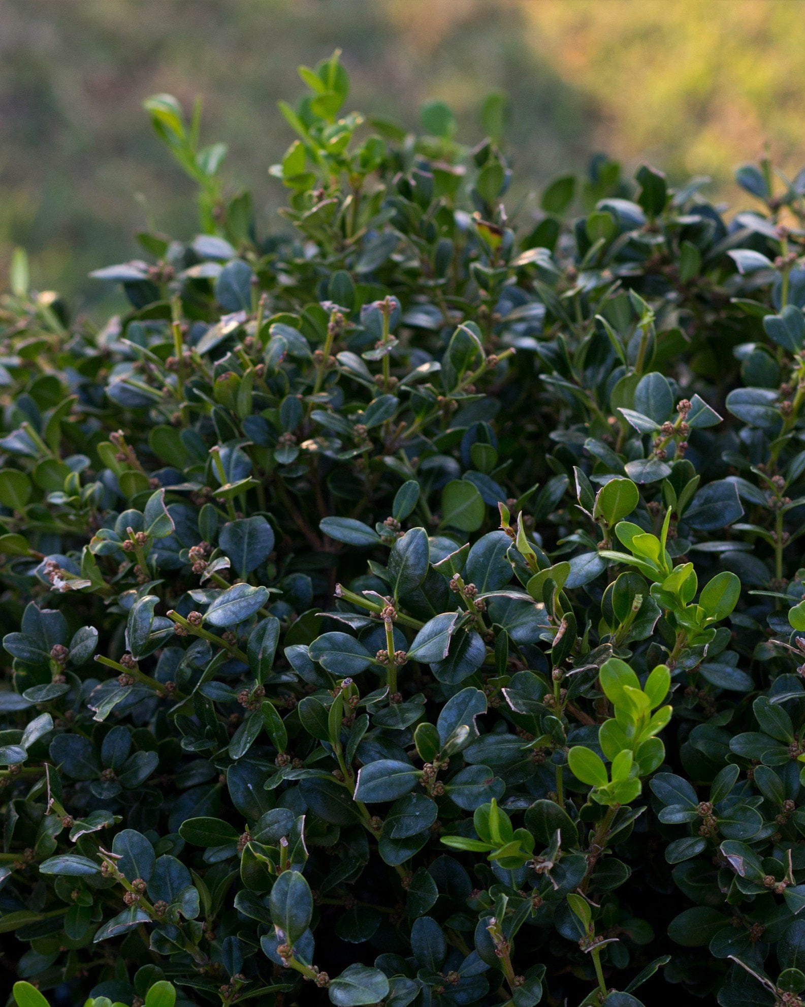 Wintergreen Boxwood Globe - view 3