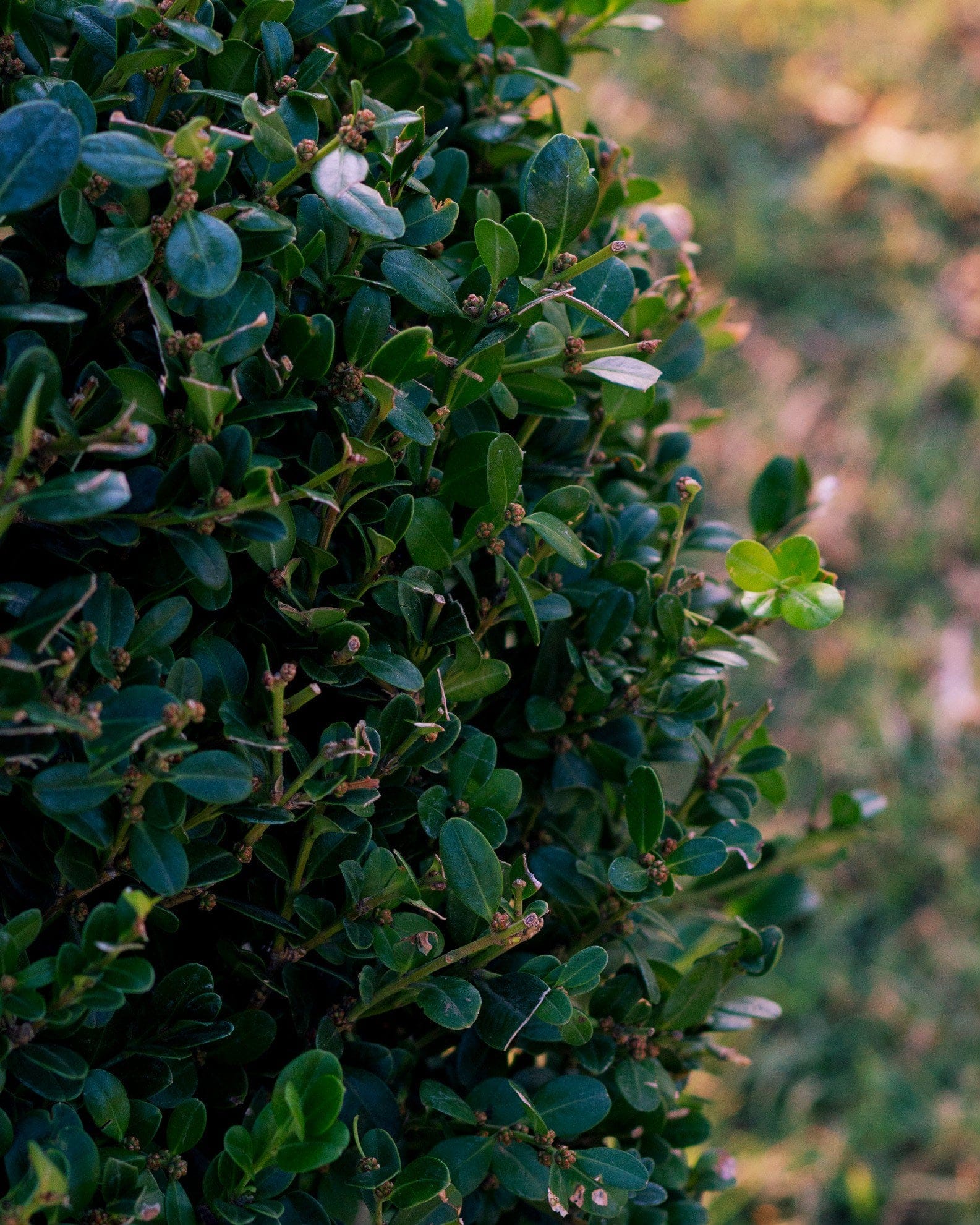 Wintergreen Boxwood Globe - view 4