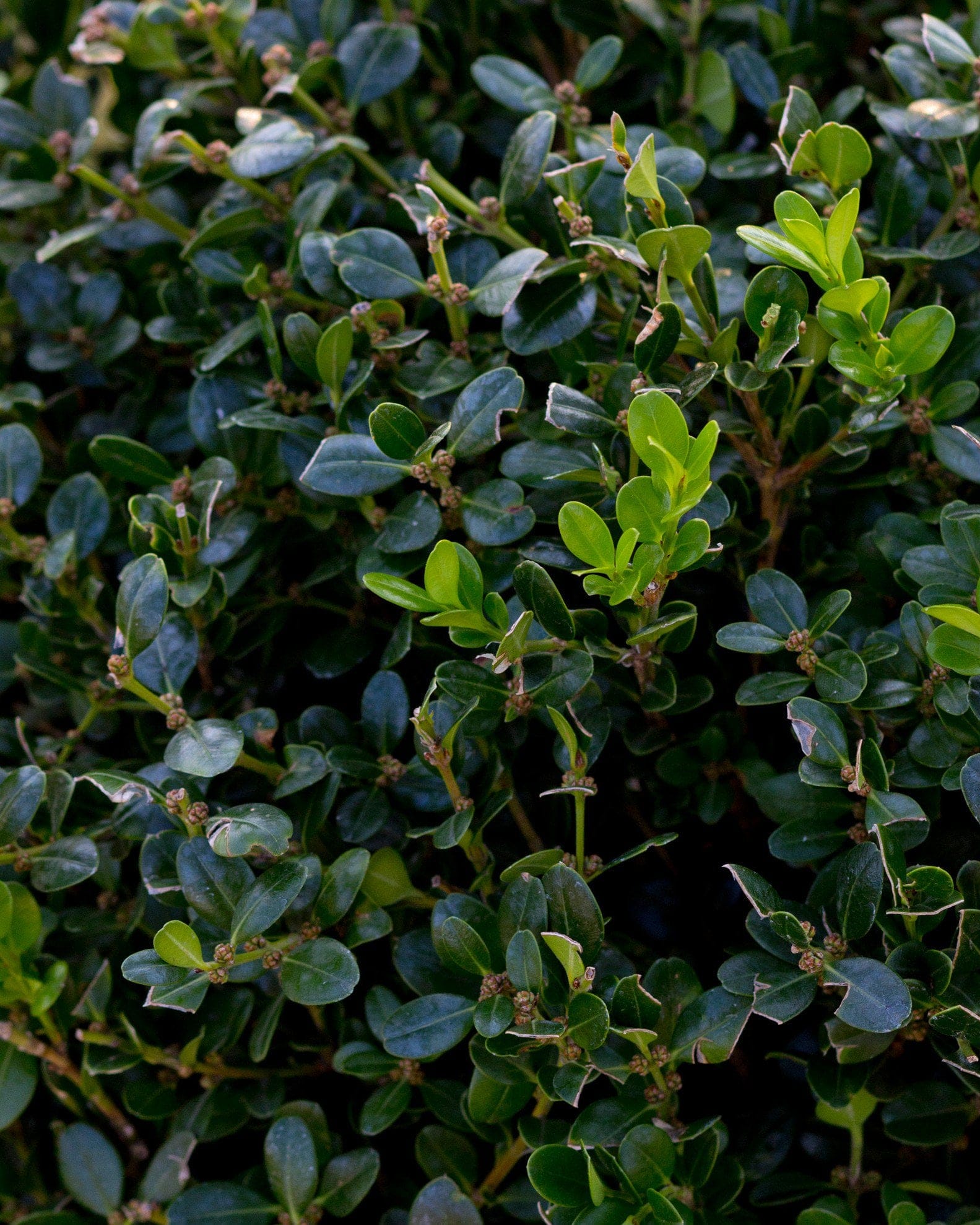Wintergreen Boxwood Globe - view 5