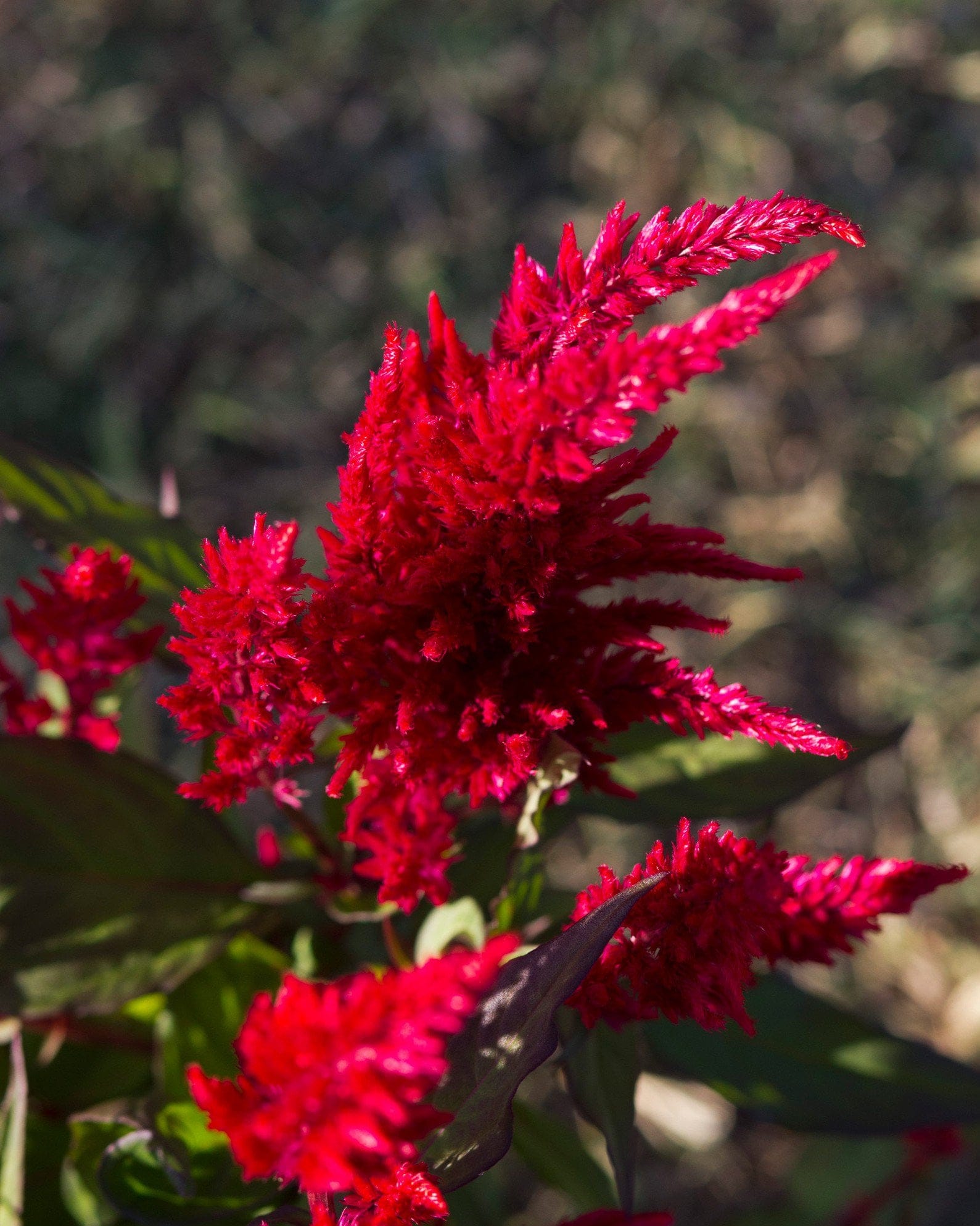 Bright Sparks Burgundy Celosia - view 3