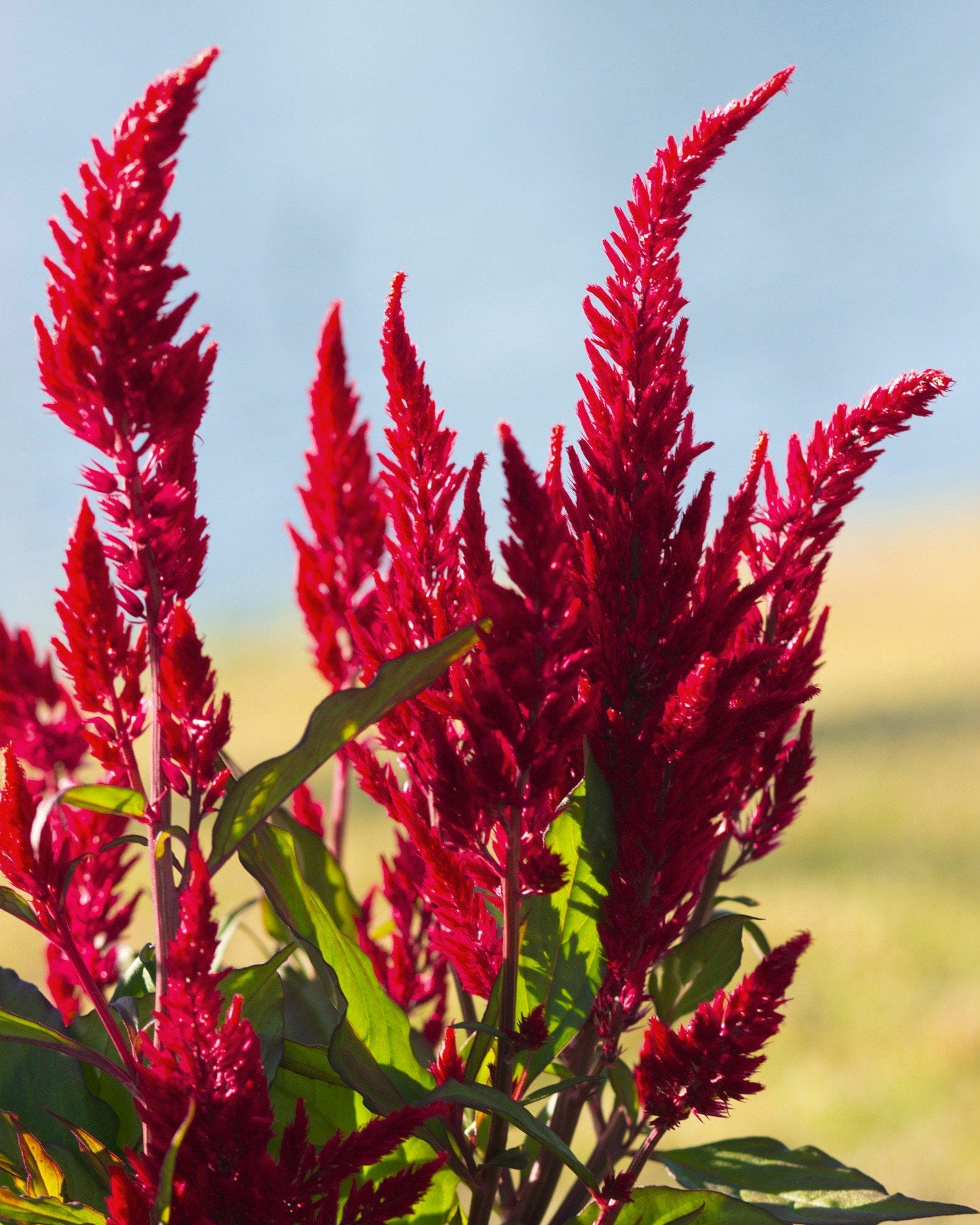 Bright Sparks Burgundy Celosia - view 4