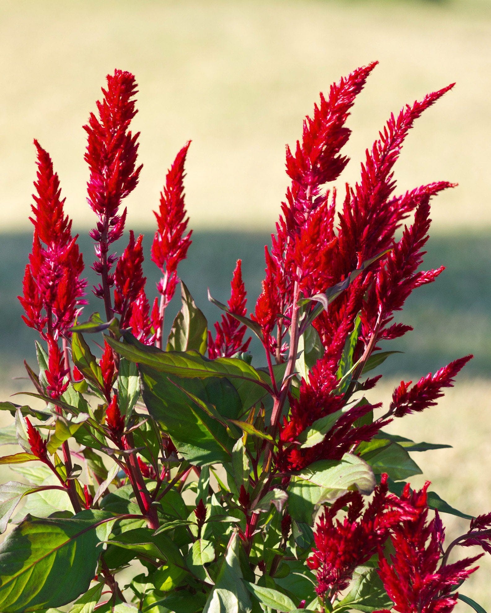 Bright Sparks Burgundy Celosia - view 5