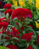 Twisted Red Celosia thumbnail 1