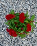 Twisted Red Celosia thumbnail 2