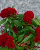 Twisted Red Celosia thumbnail 3
