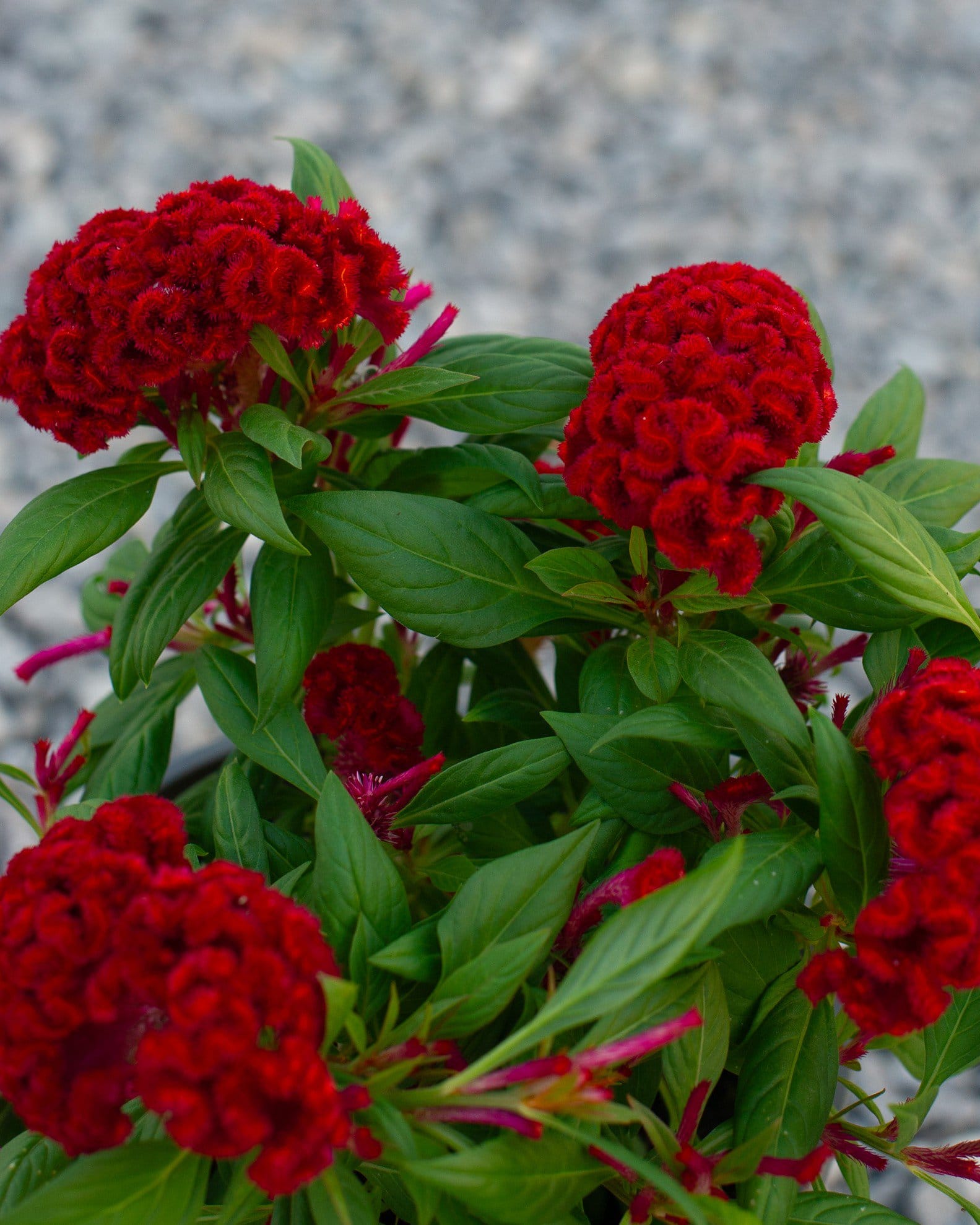 Twisted Red Celosia - view 3