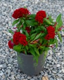 Twisted Red Celosia thumbnail 4