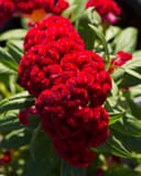 Twisted Red Celosia thumbnail 5
