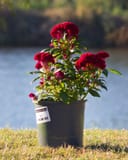 Twisted Red Celosia thumbnail 8