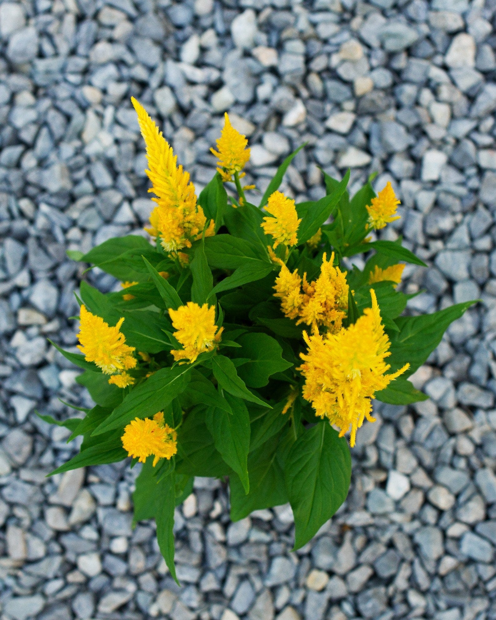 Bright Sparks Yellow Celosia - view 3