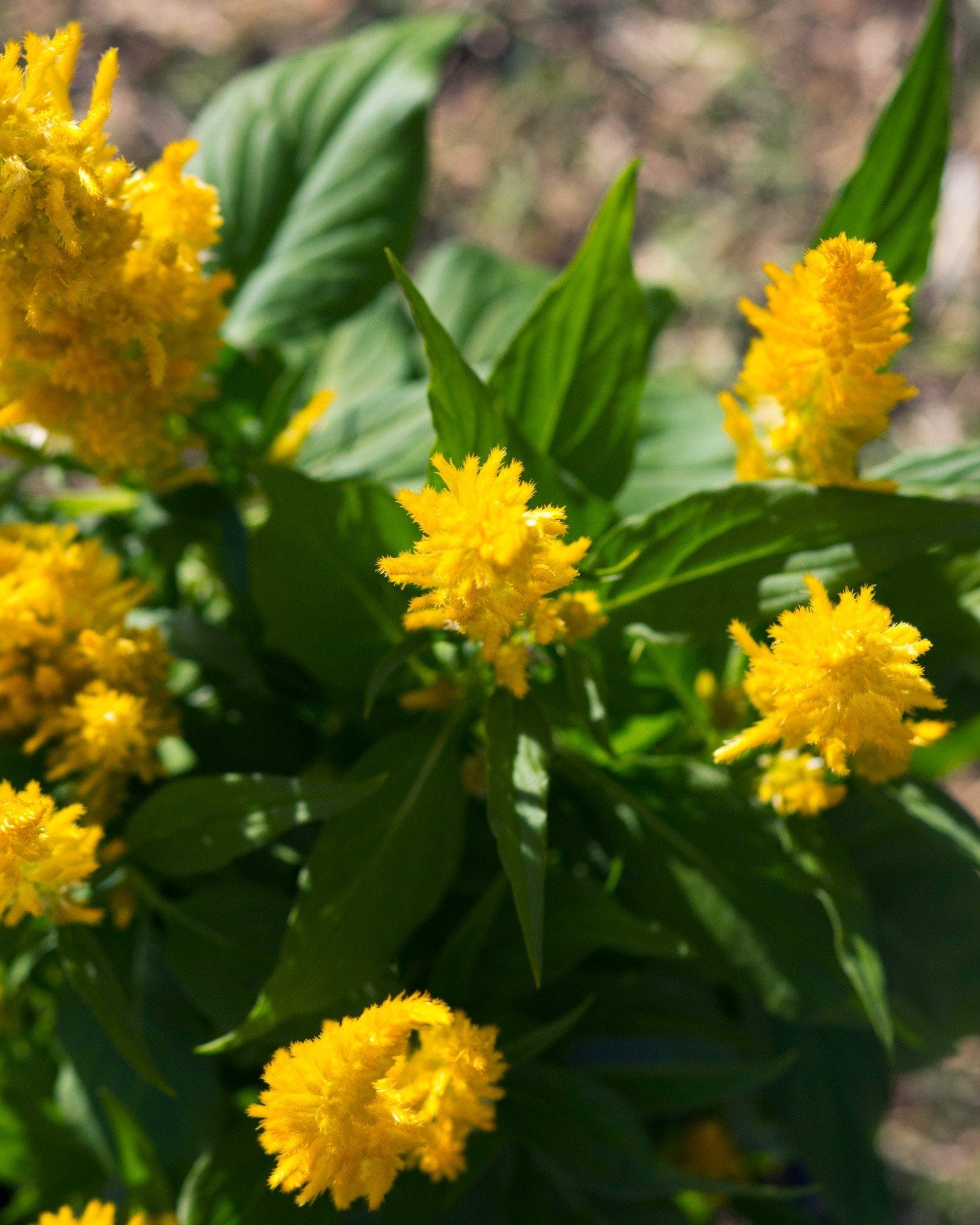 Bright Sparks Yellow Celosia - view 4