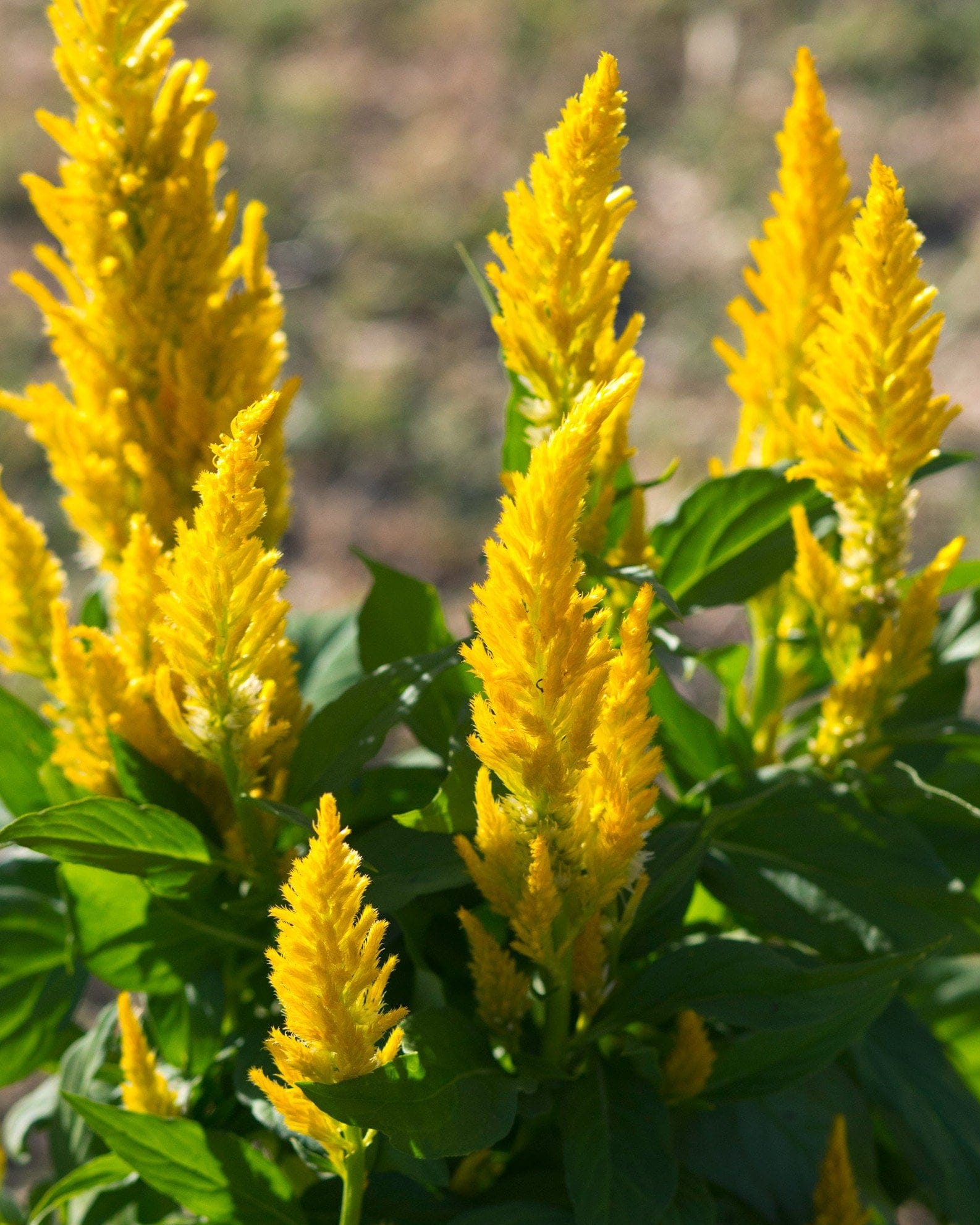 Bright Sparks Yellow Celosia - view 5
