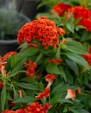 Twisted Dark Orange Celosia thumbnail 1