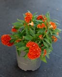Twisted Dark Orange Celosia thumbnail 4