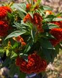 Twisted Dark Orange Celosia thumbnail 6