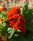 Twisted Dark Orange Celosia thumbnail 7