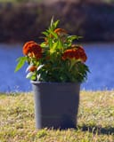 Twisted Dark Orange Celosia thumbnail 8
