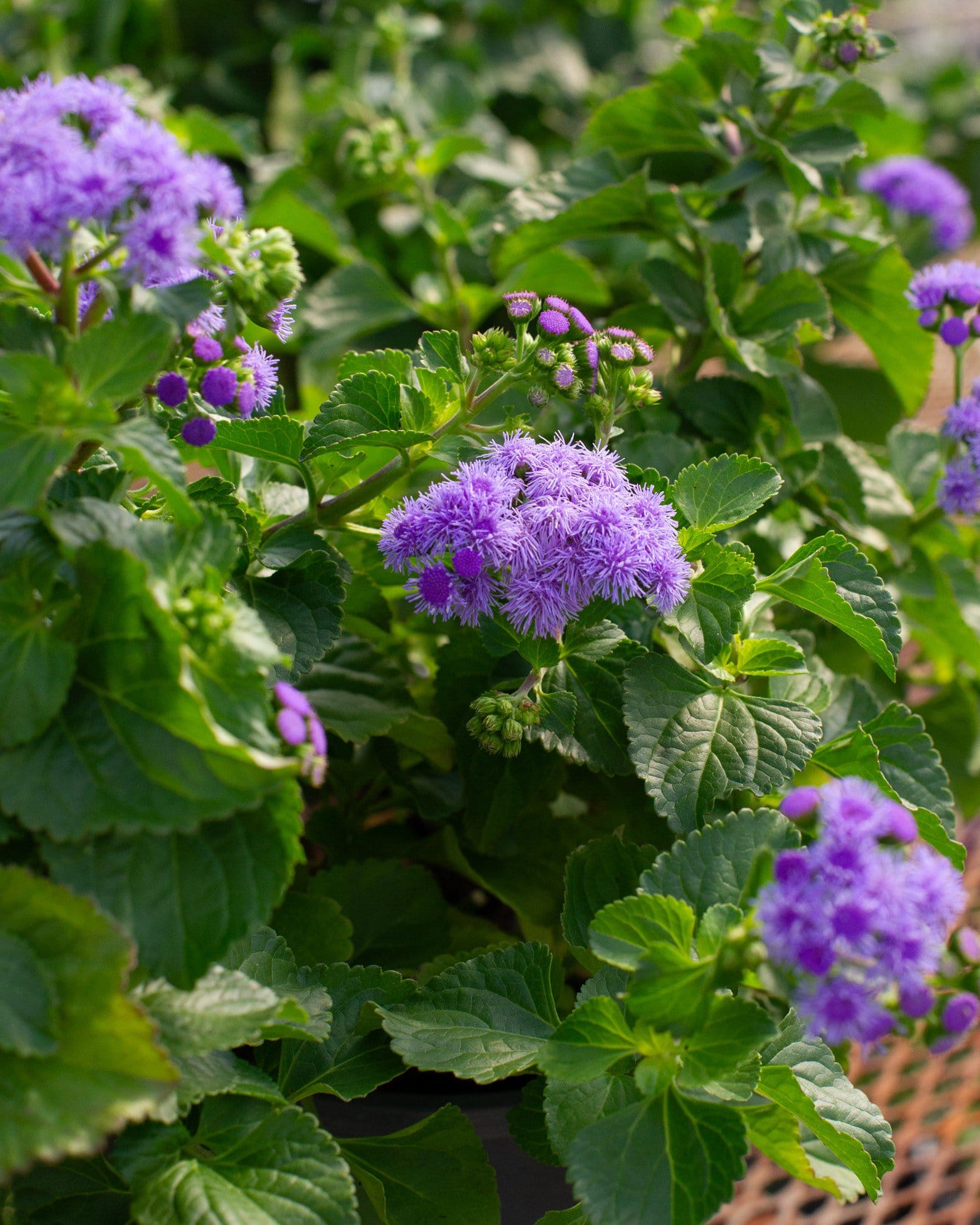 Monarch Magic Flossflower - view 2