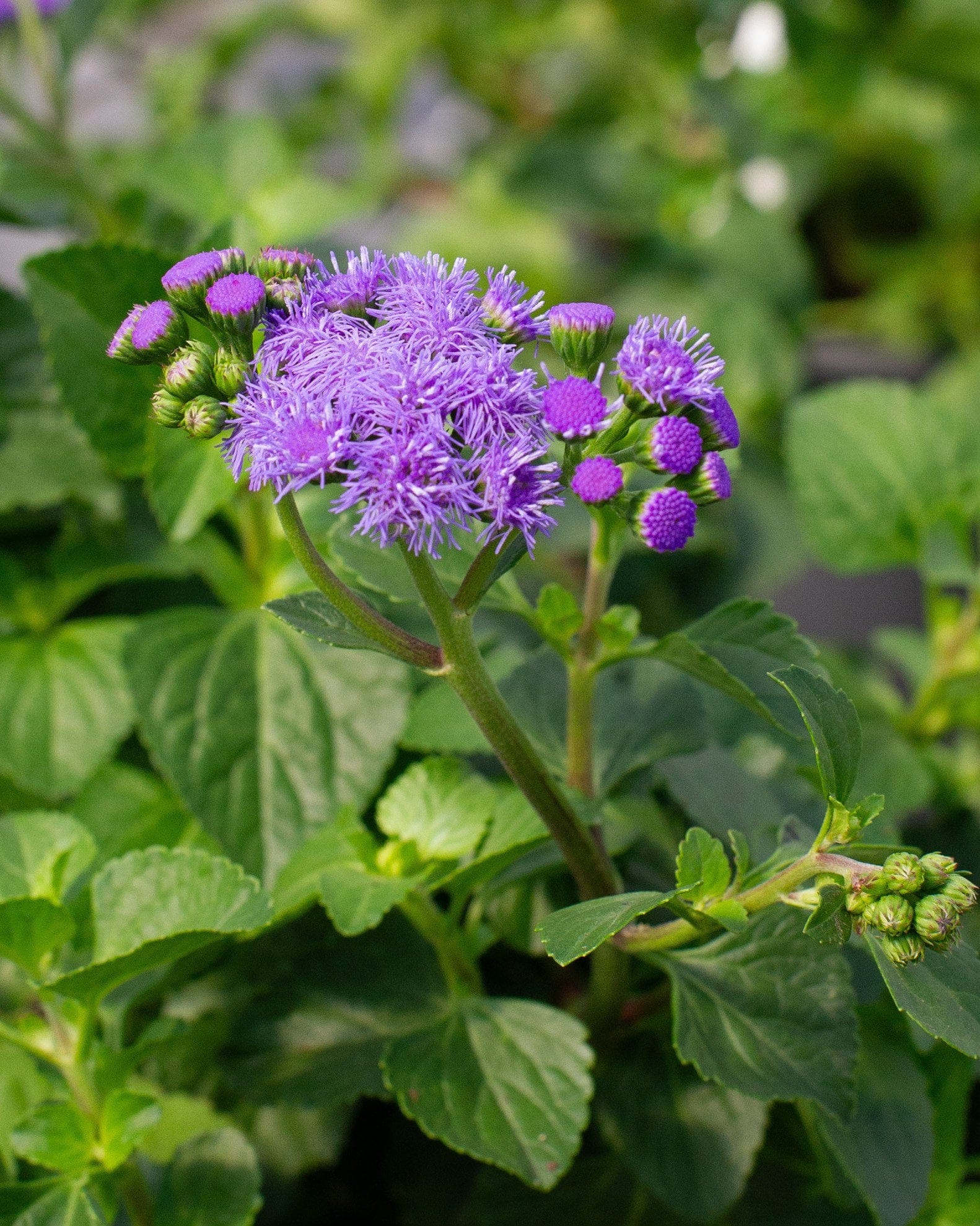 Monarch Magic Flossflower - view 3