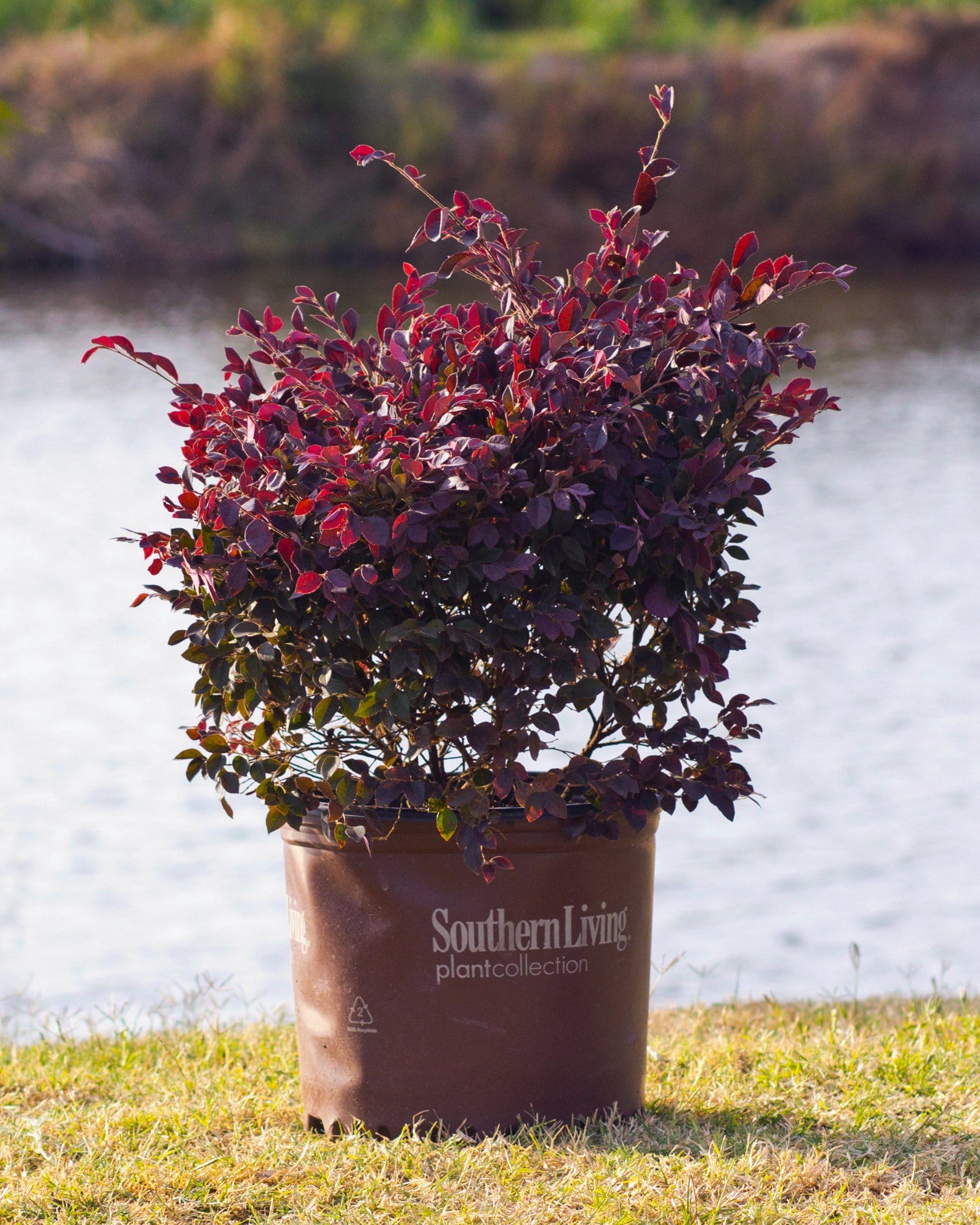 Purple Daydream Loropetalum - view 2