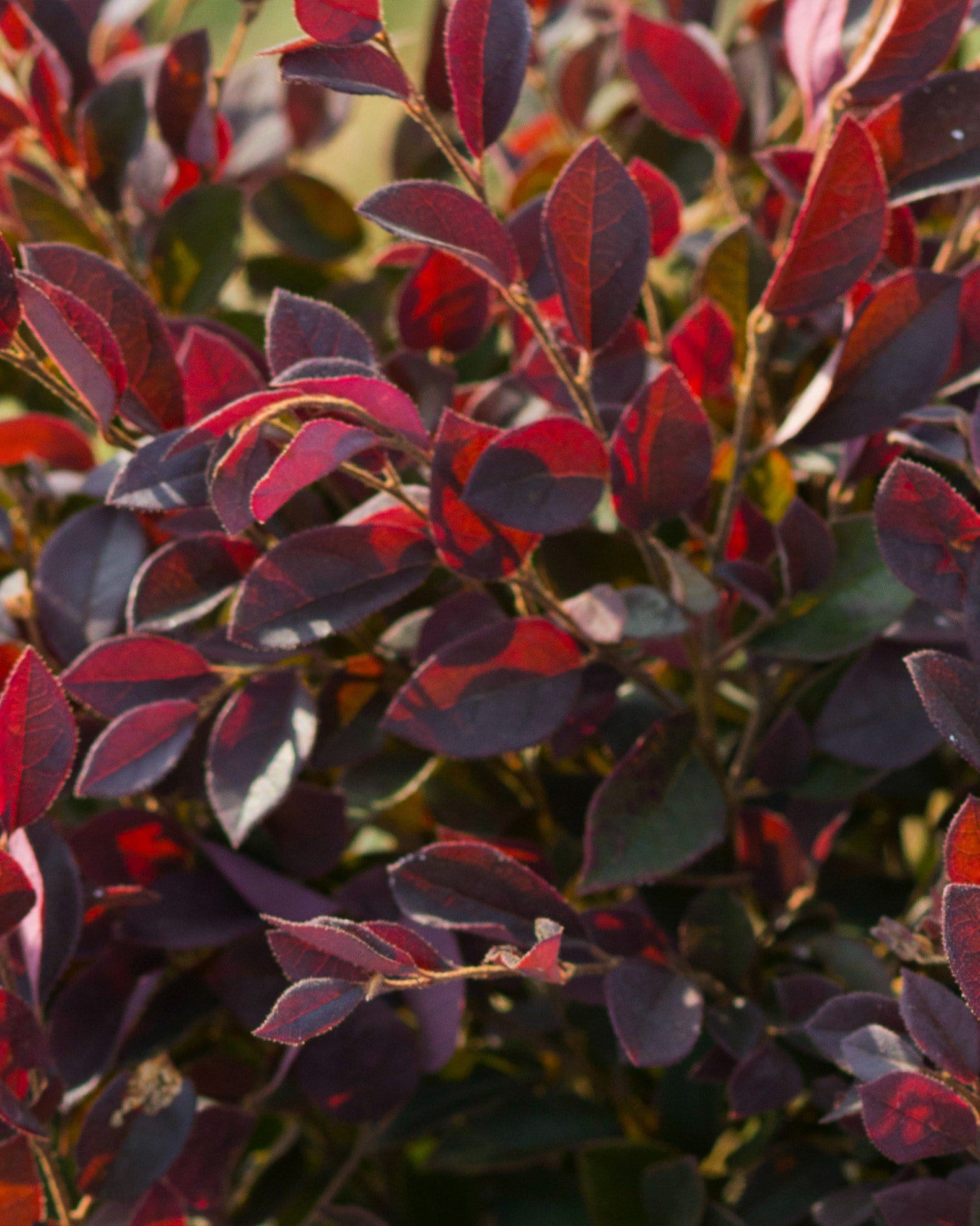 Purple Daydream Loropetalum - view 3